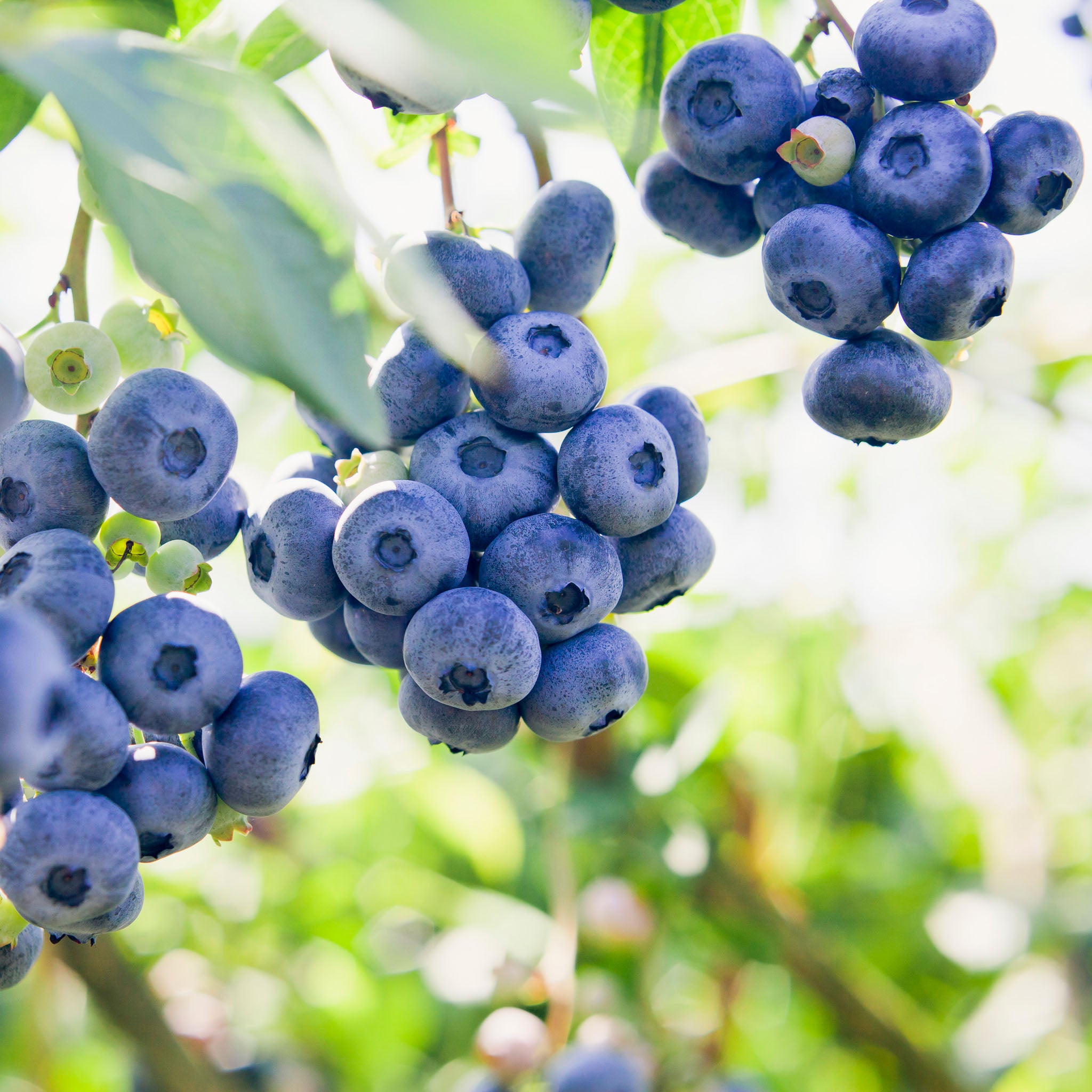 Heidelbeere 'Early Blue'