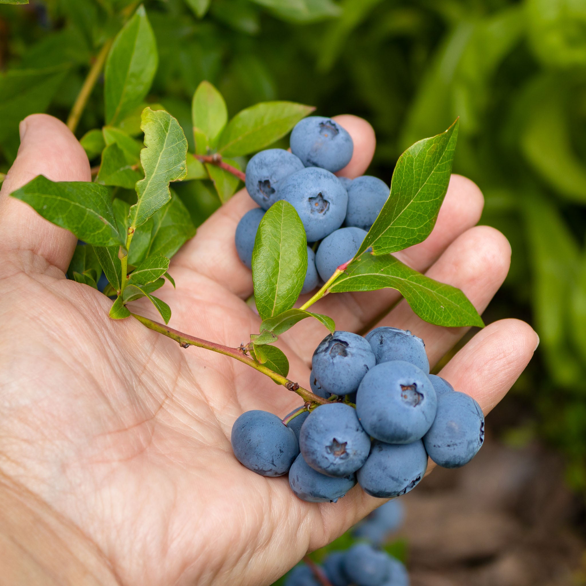 Heidelbeere 'Early Blue'
