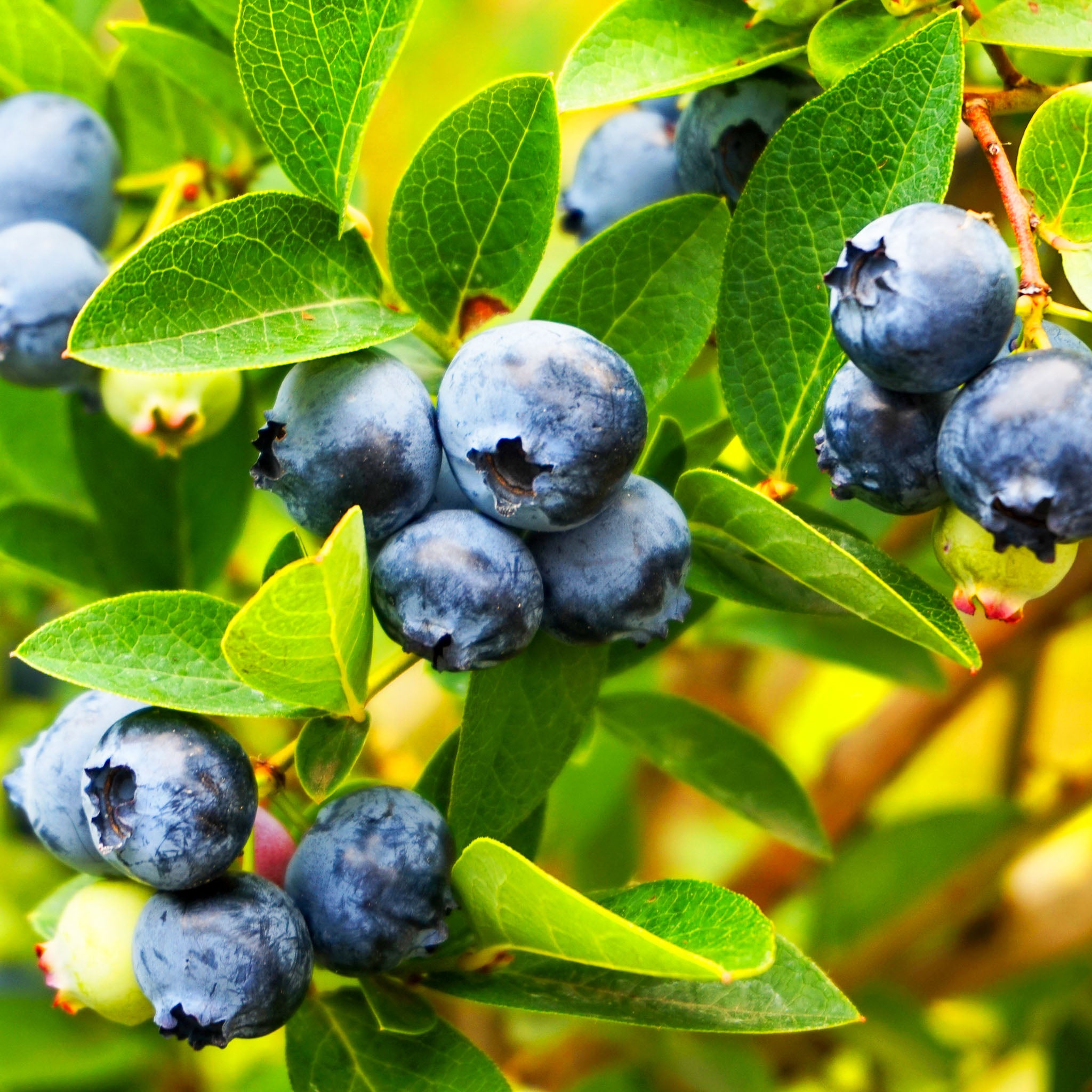 Heidelbeere 'Hortblue Petite'
