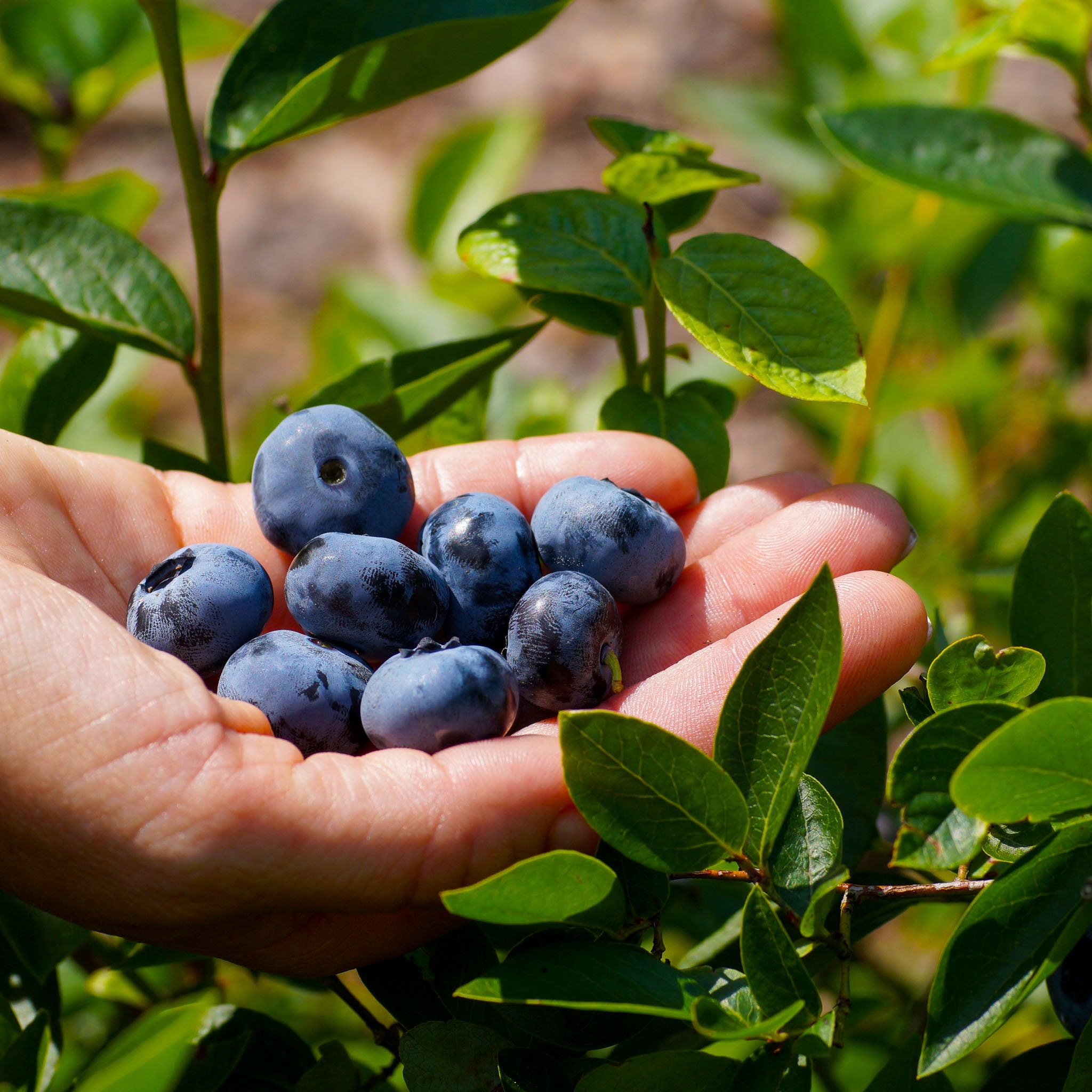 Heidelbeere 'Hortblue Petite'