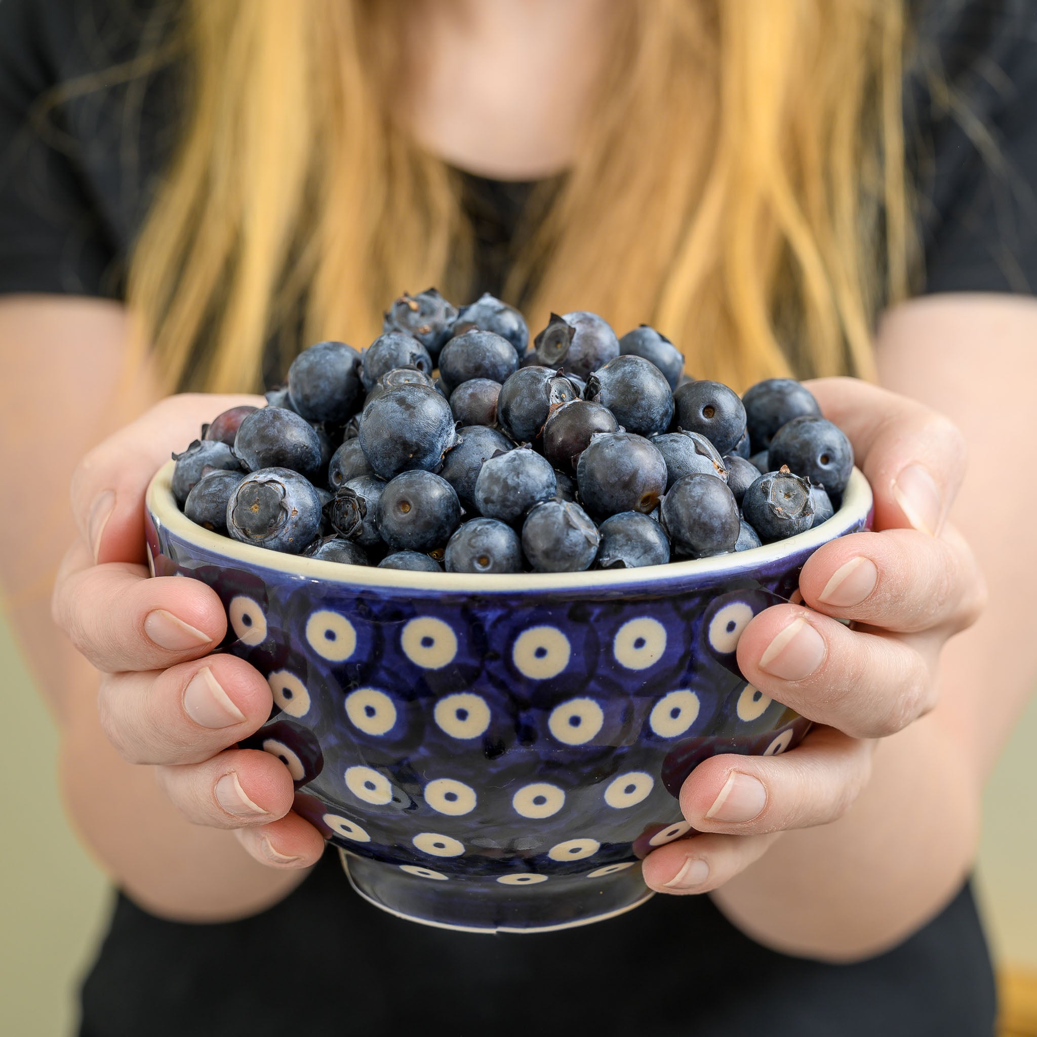 Heidelbeere 'Hortblue Petite'