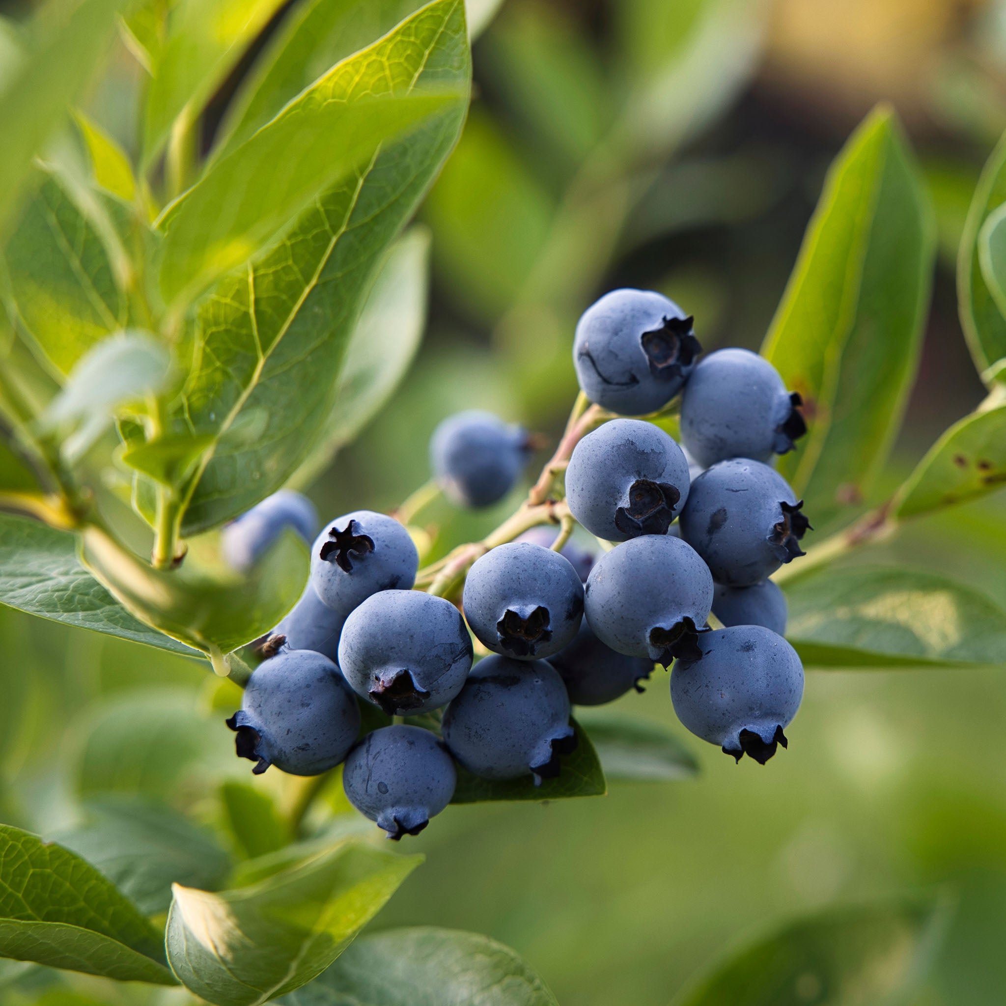 Heidelbeere 'Hortblue Petite'