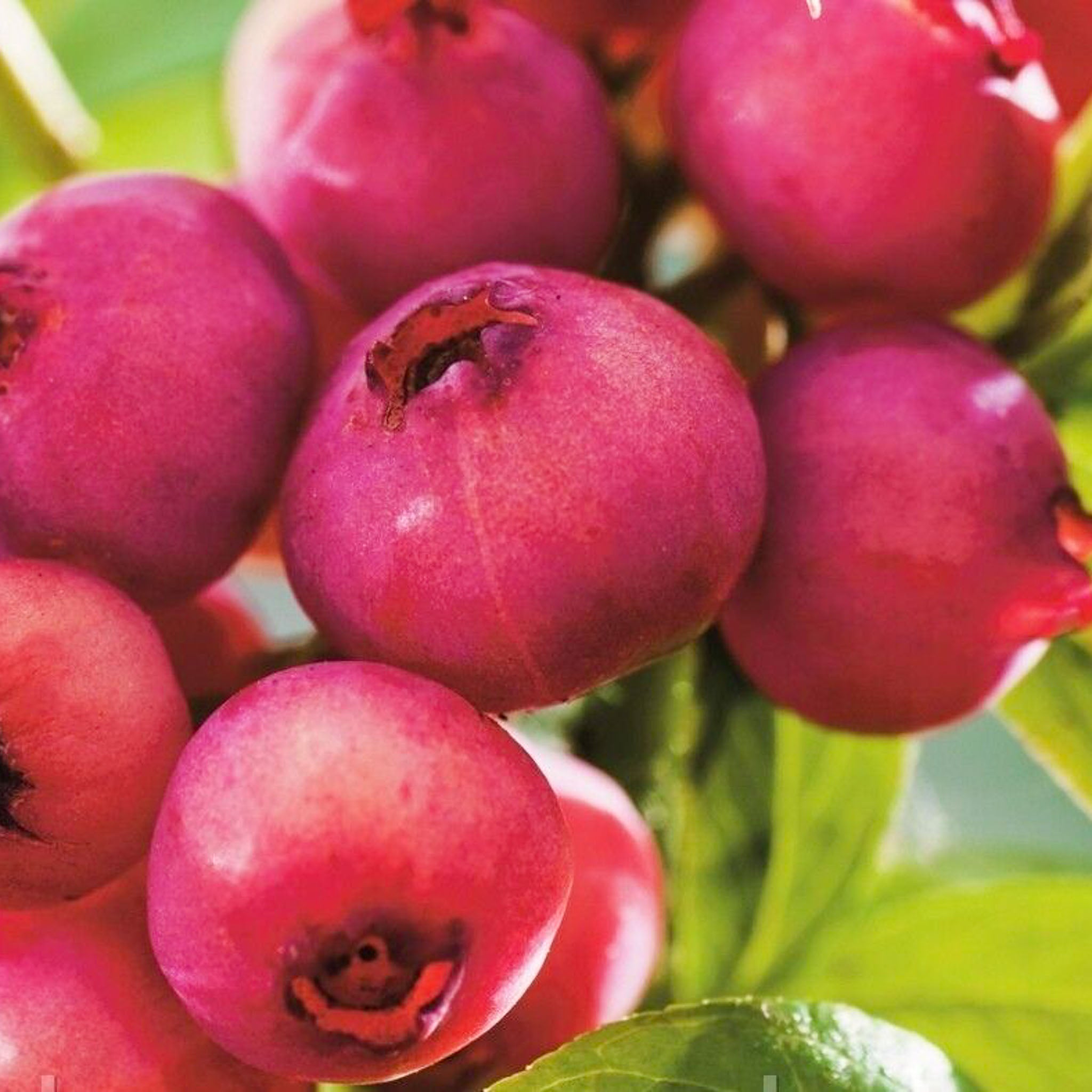 Heidelbeere 'Pink Lemonade'