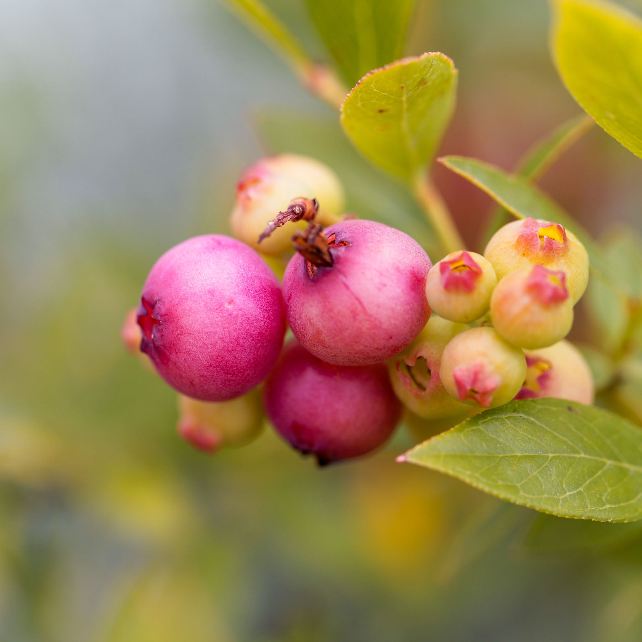 Heidelbeere 'Pink Lemonade'