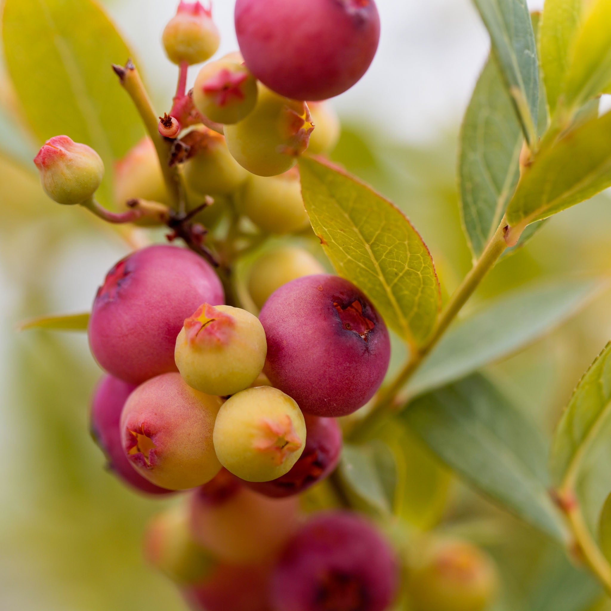 Heidelbeere 'Pink Lemonade'