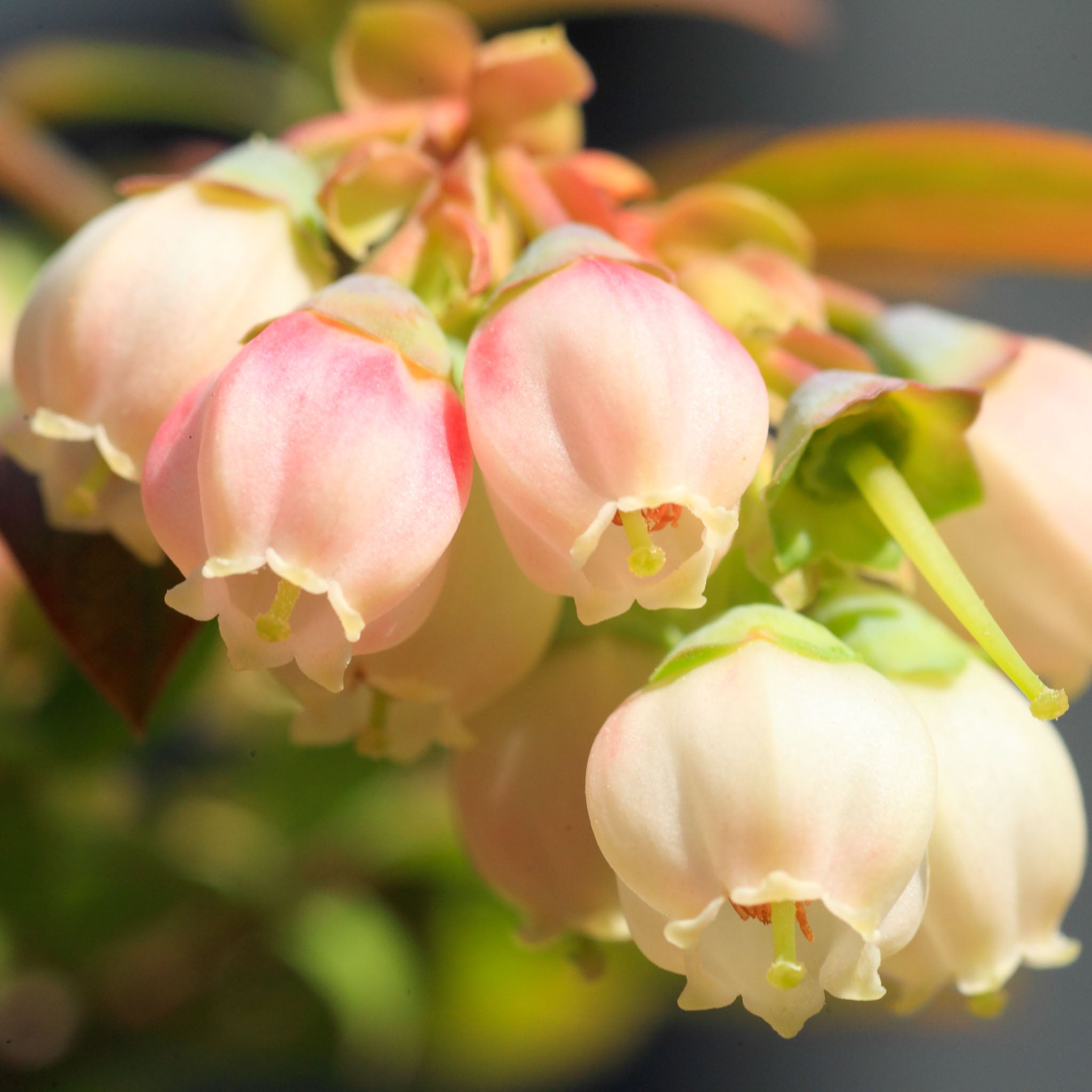 Heidelbeere 'Pink Lemonade'