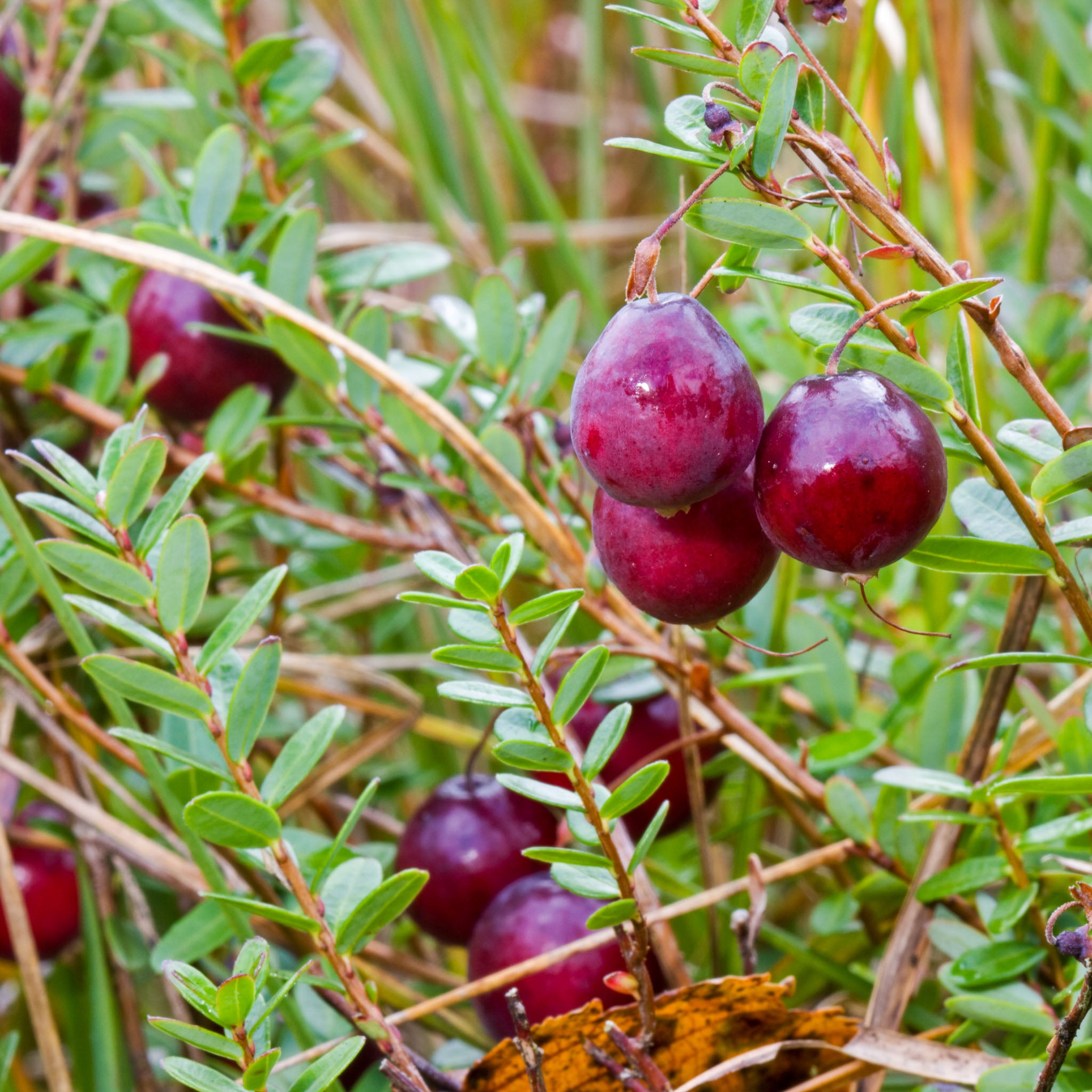 Cranberry 'Early Black'