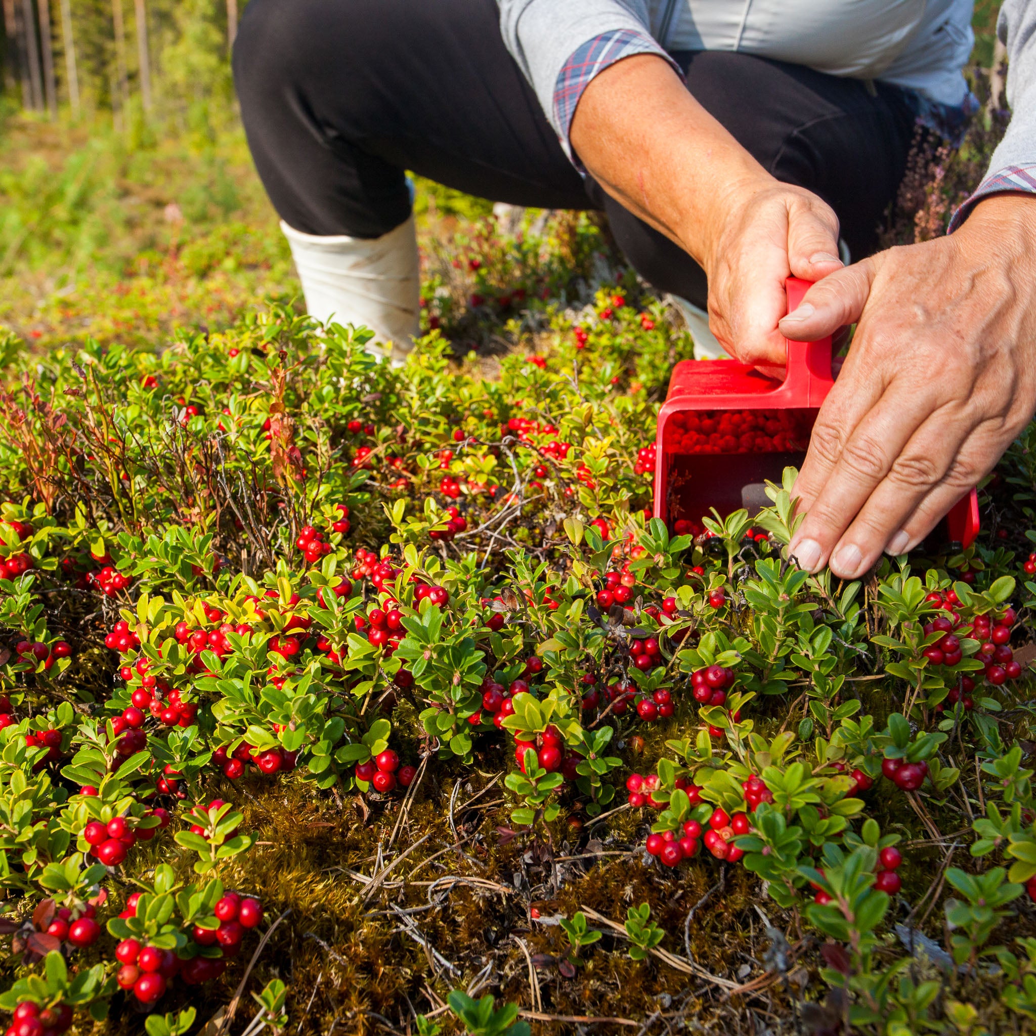 Cranberry 'Pilgrim'