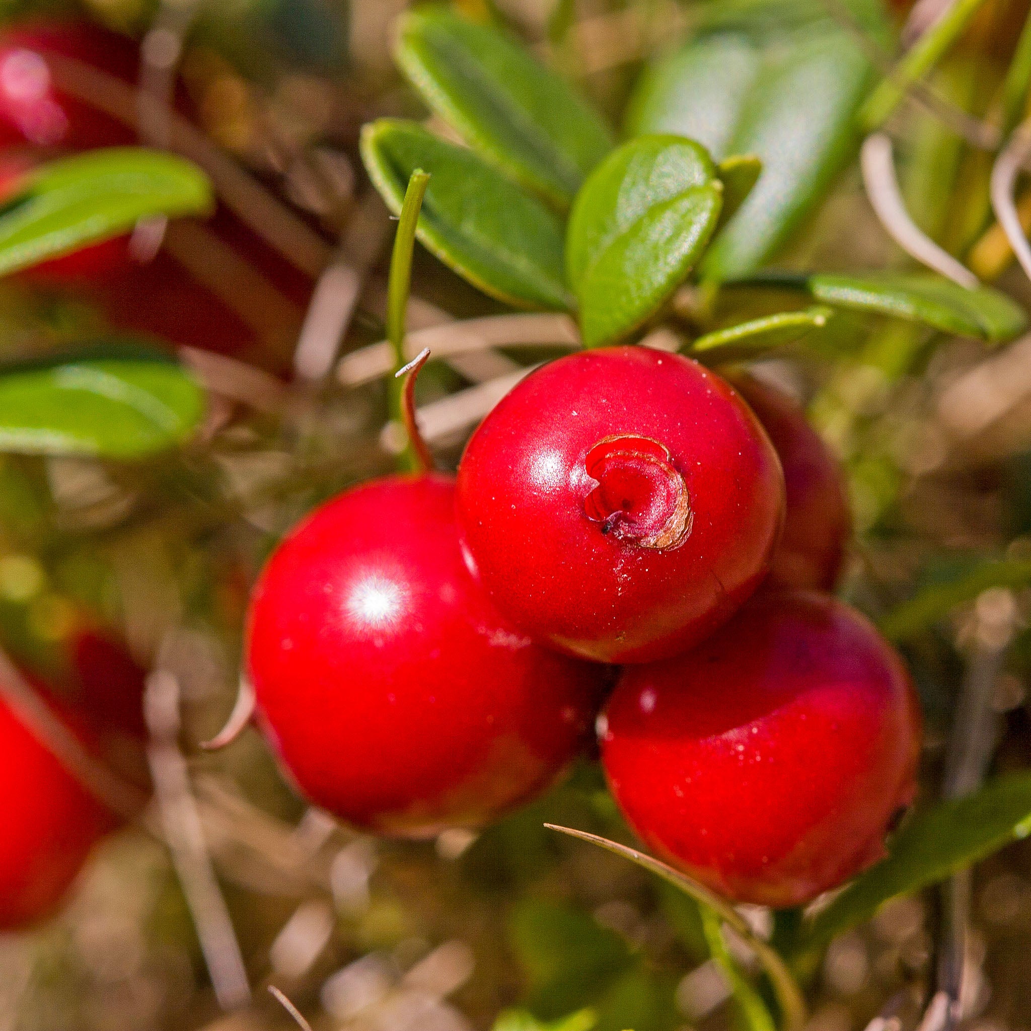 Cranberry 'Stevens'