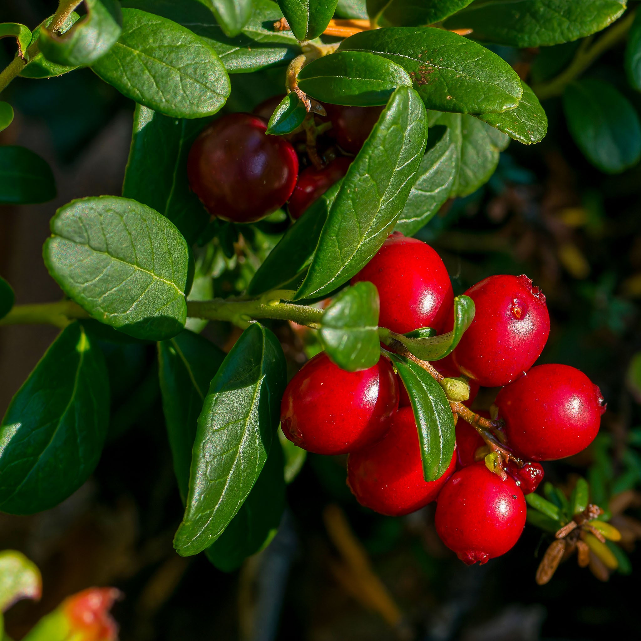 Cranberry 'Stevens'