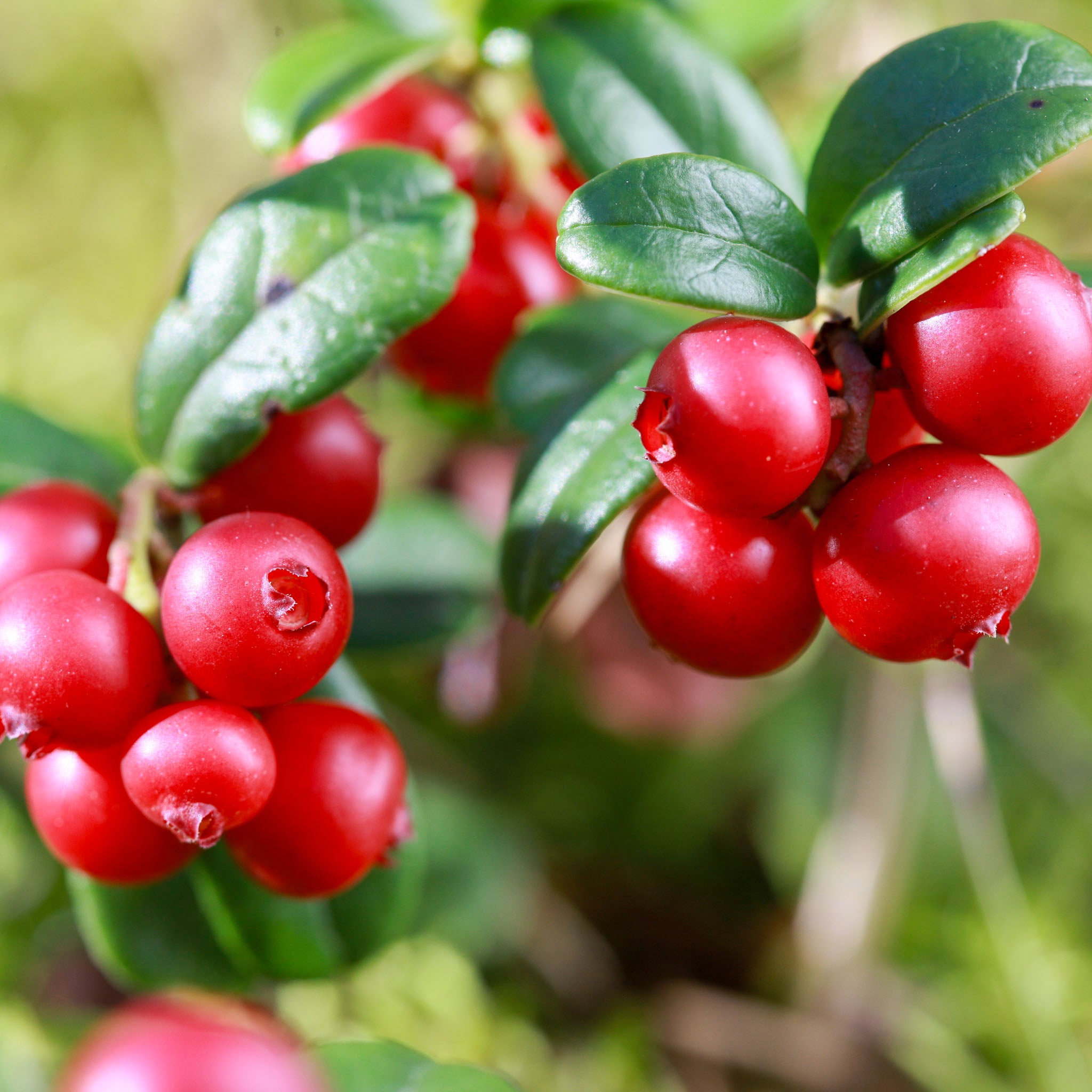 Preiselbeere 'Koralle'