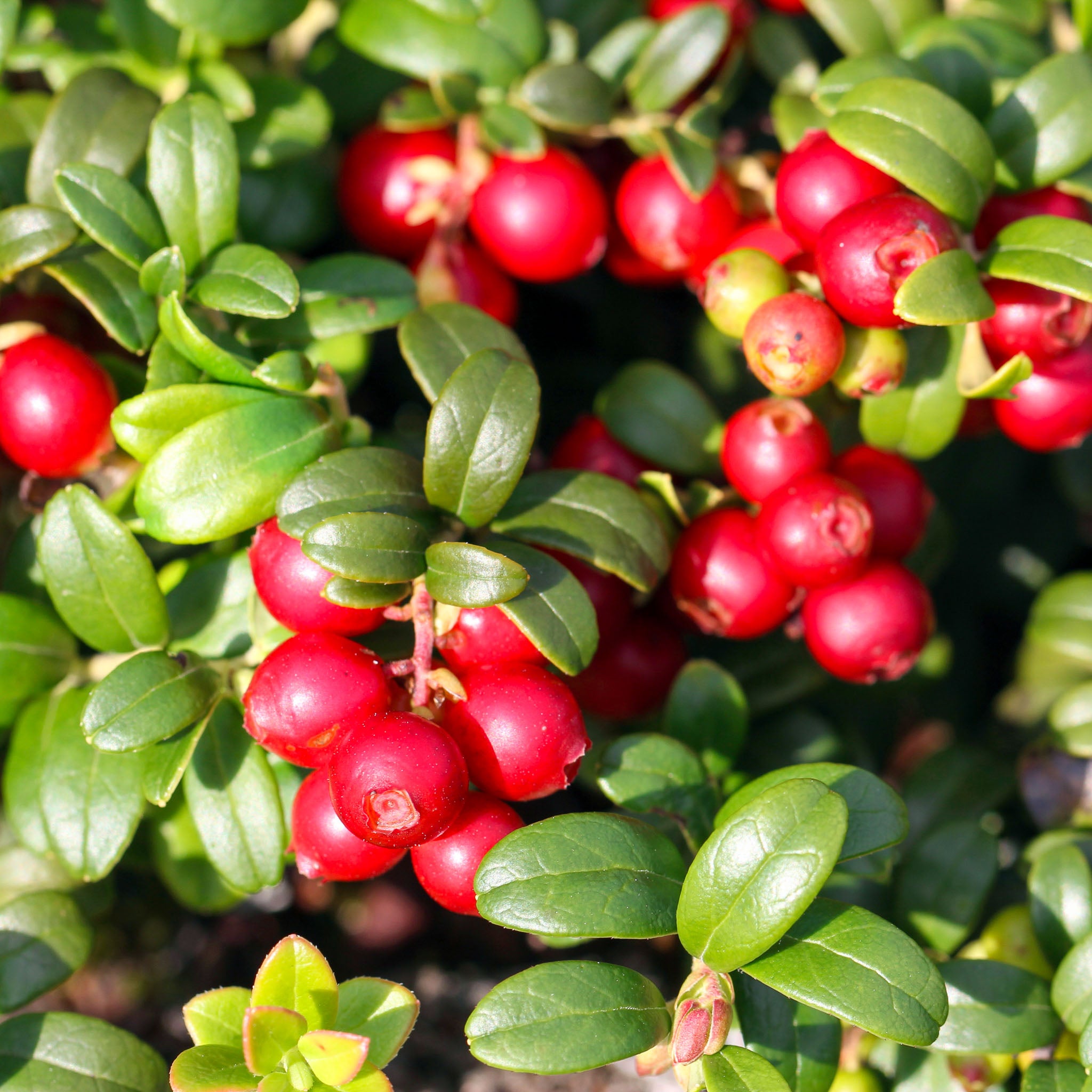 Preiselbeere 'Koralle'