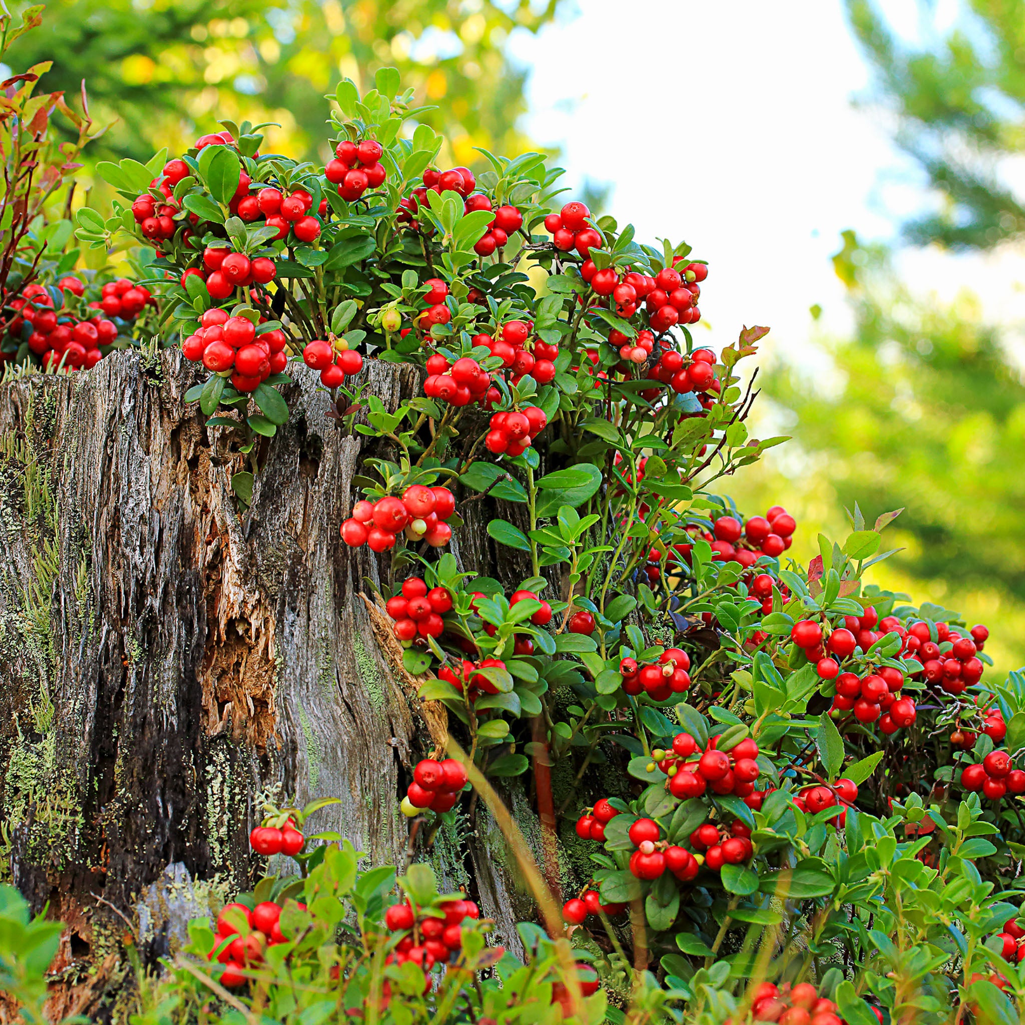 Preiselbeere 'Koralle'