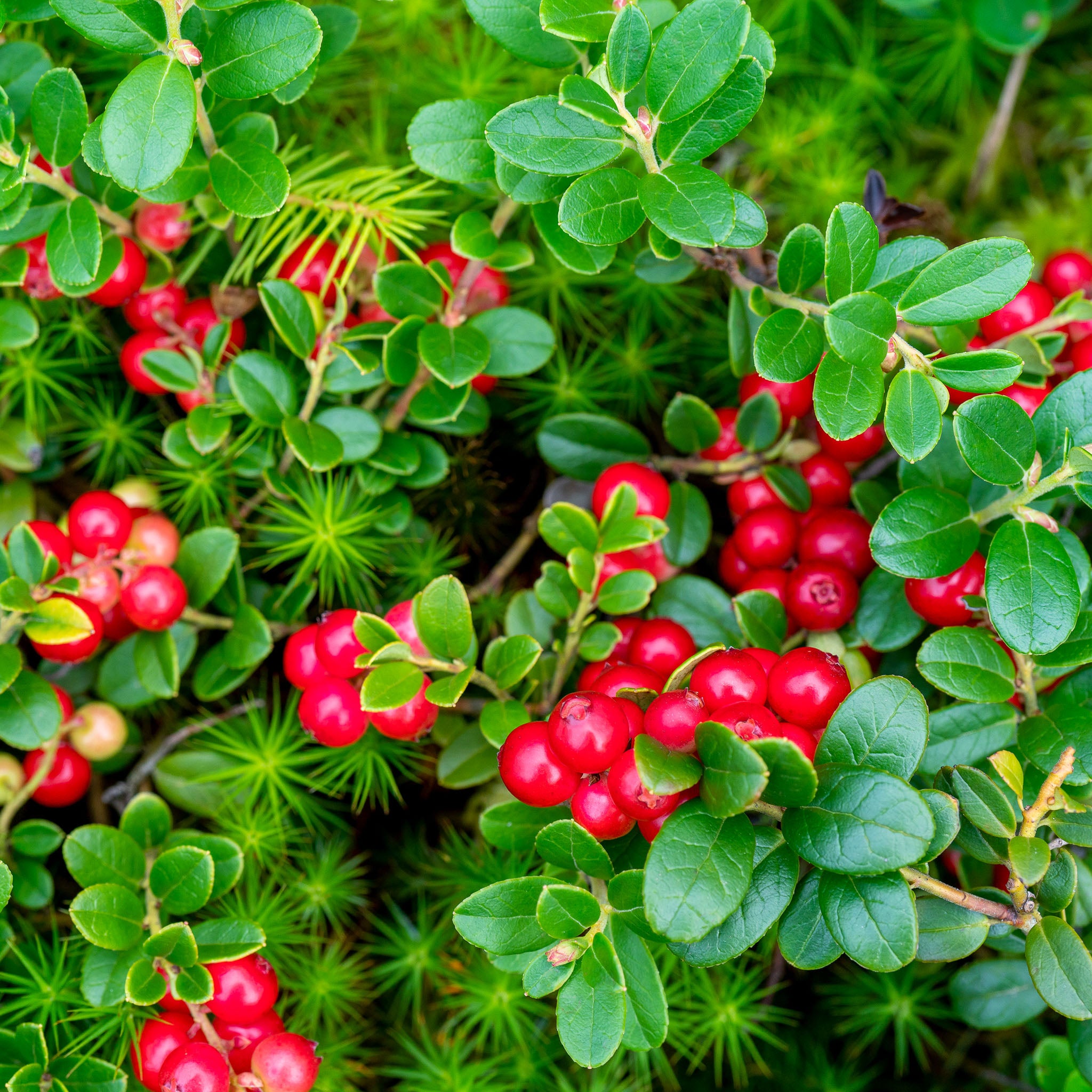 Preiselbeere 'Koralle'