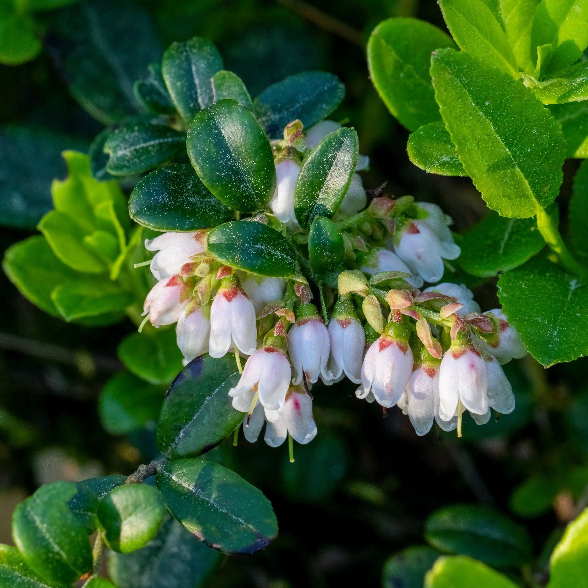 Preiselbeere 'Koralle'