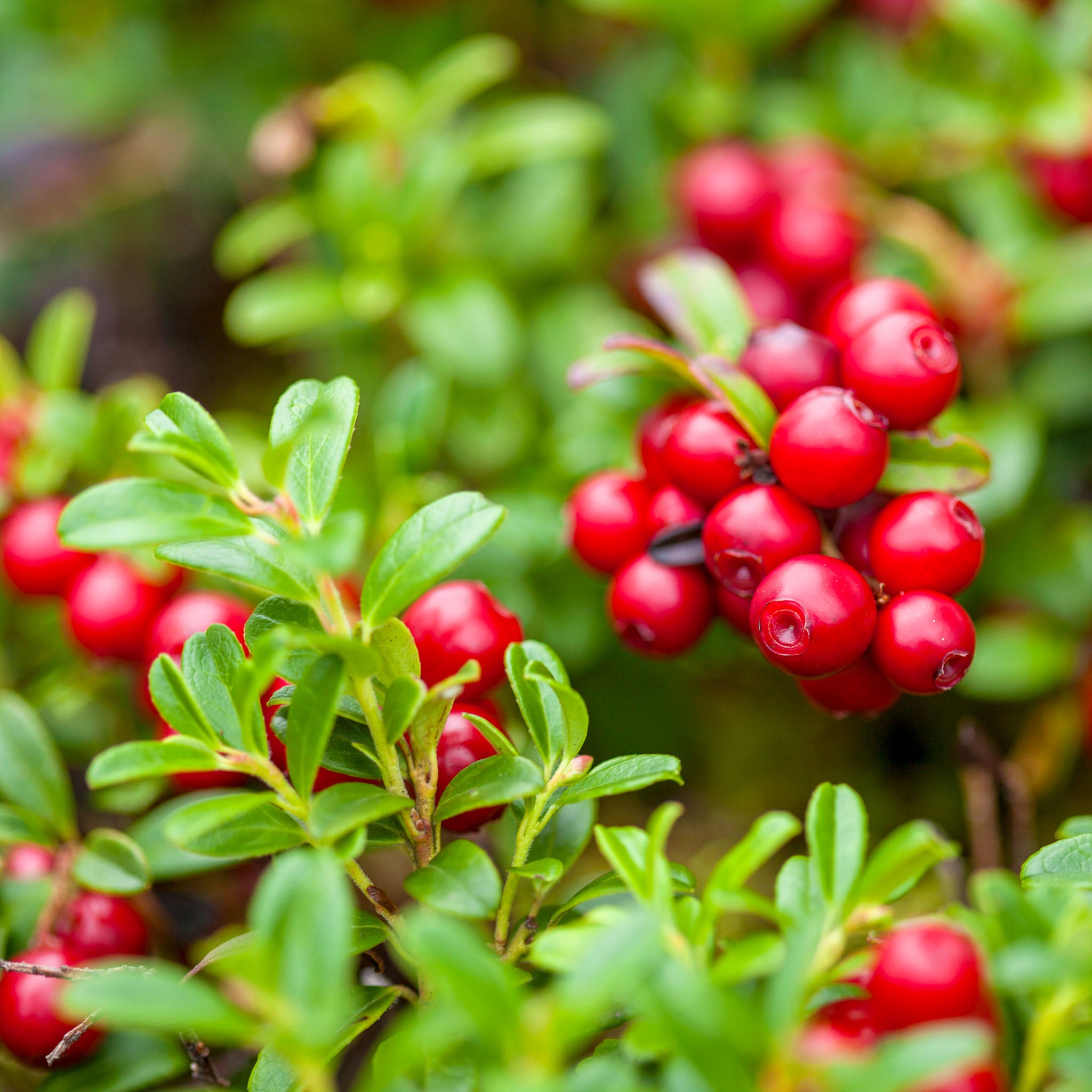 Preiselbeere 'Red Pearl'