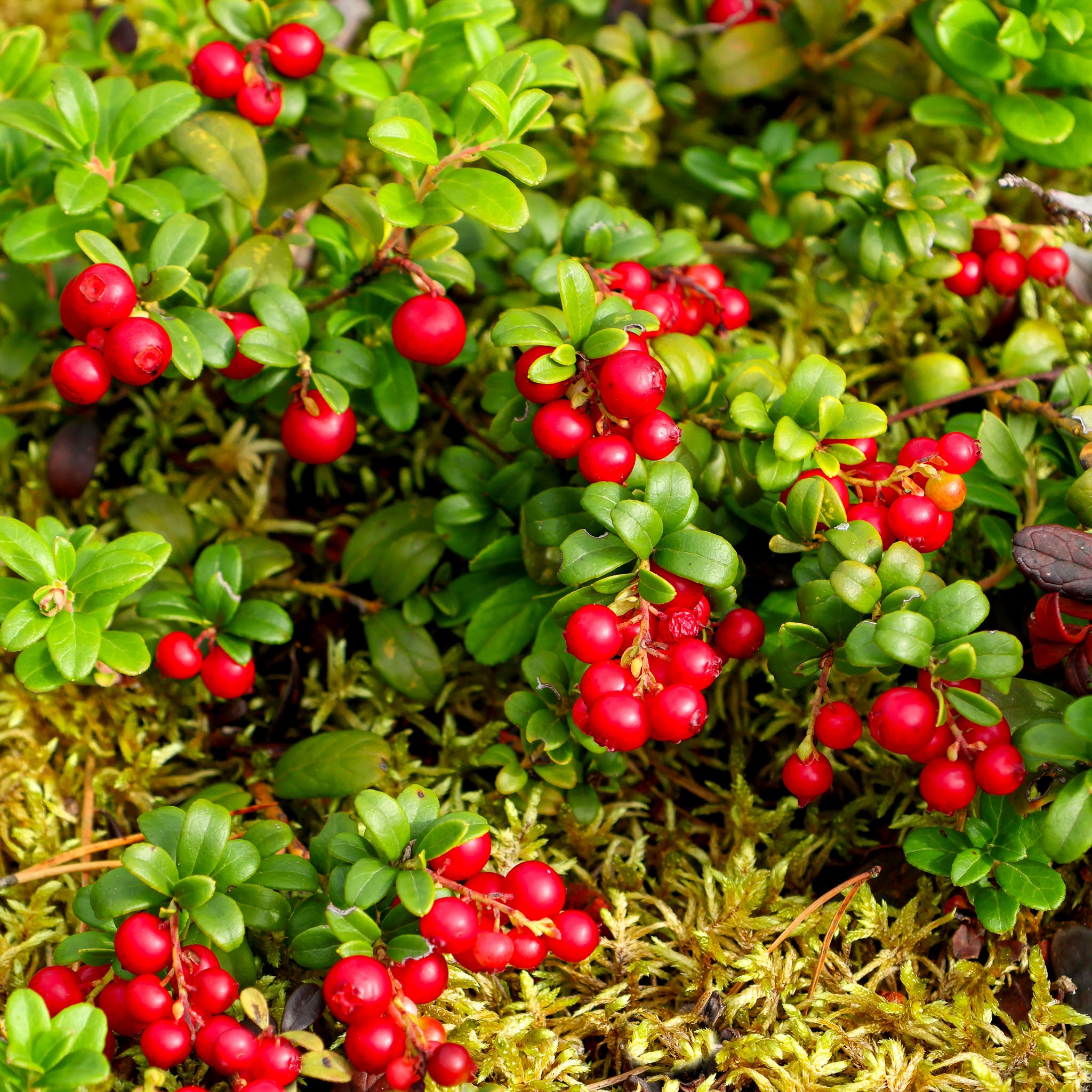Preiselbeere 'Red Pearl'
