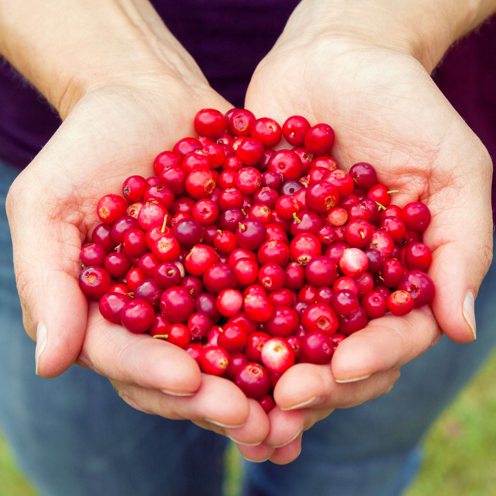 Preiselbeere 'Red Pearl'