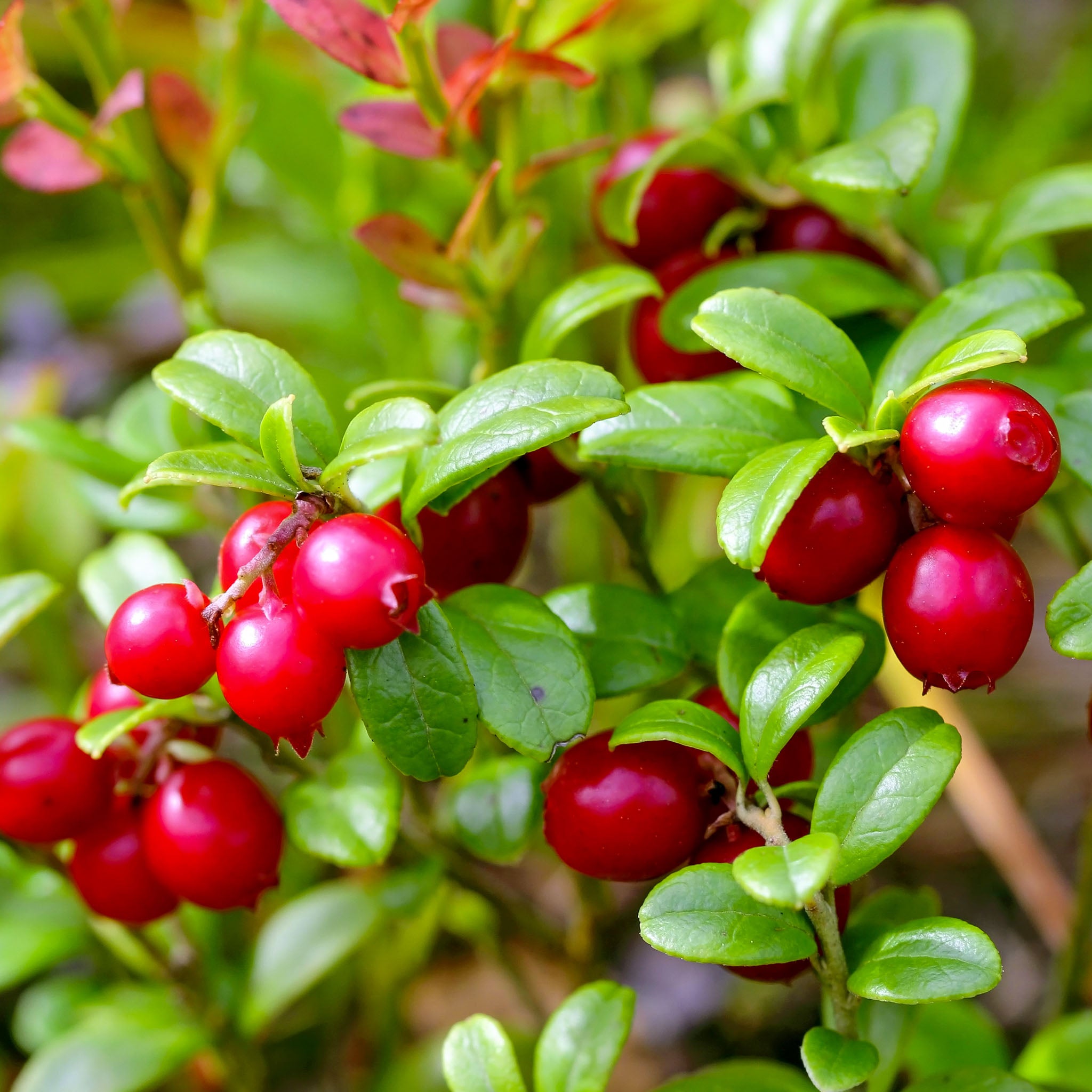Preiselbeere 'Red Pearl'