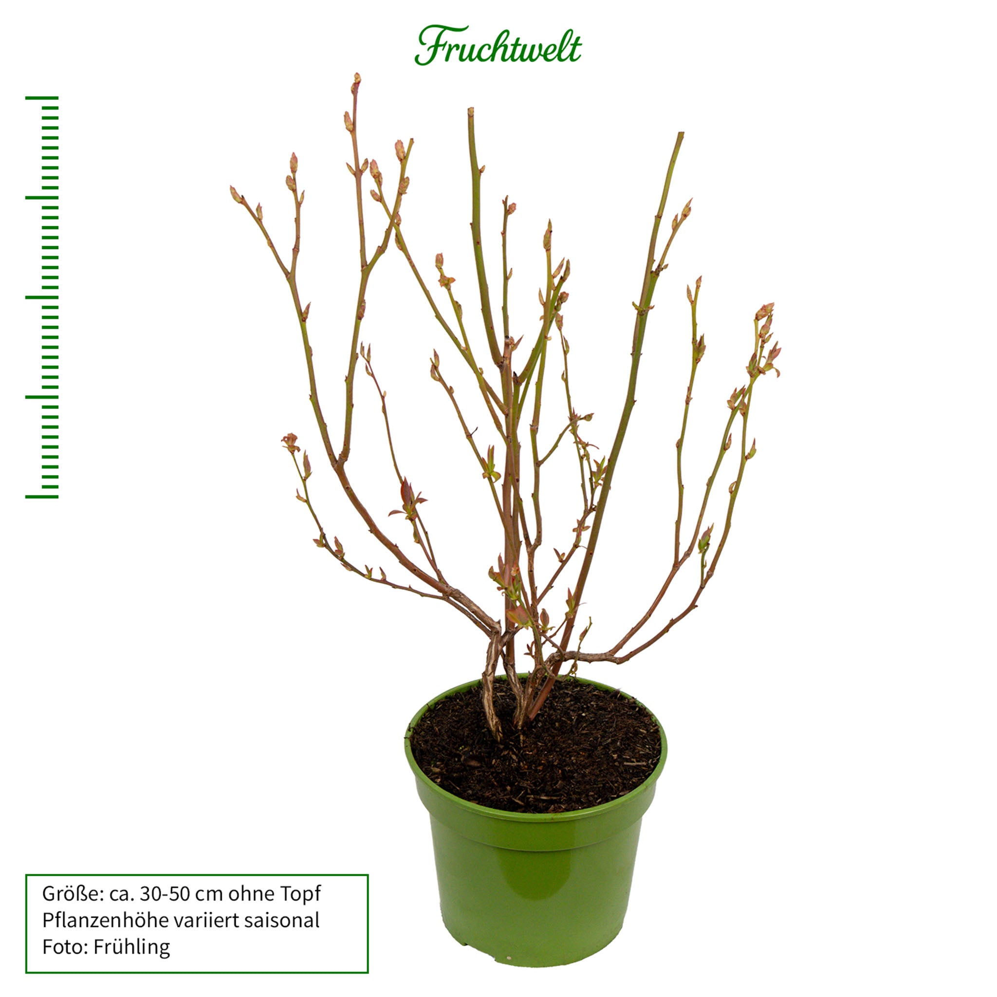 Heidelbeere 'Goldtraube'