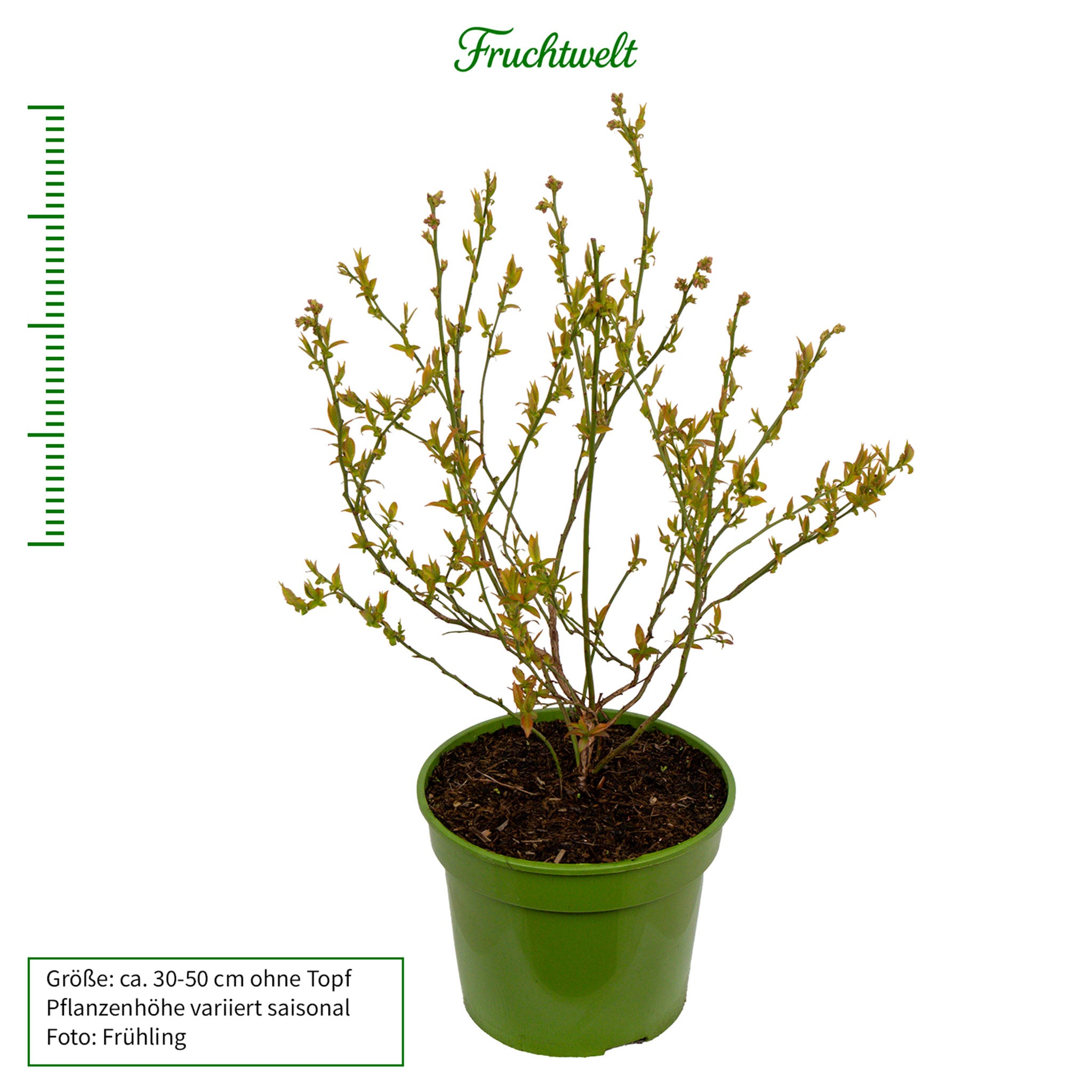 Heidelbeere 'Hortblue Petite'