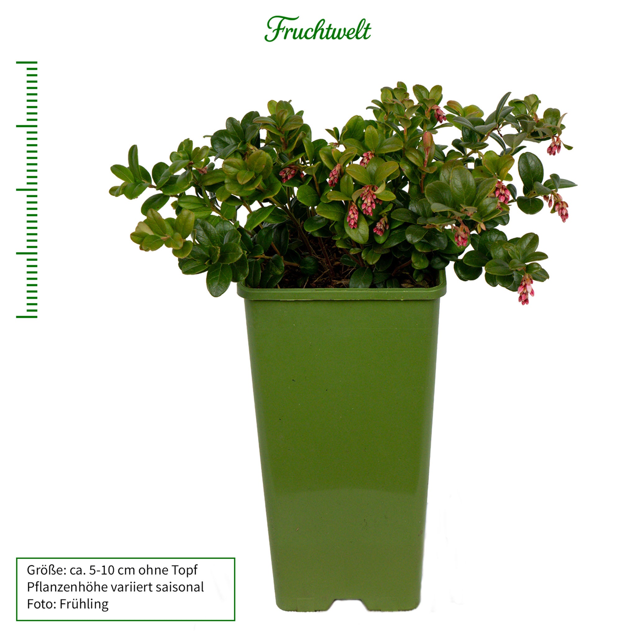 Preiselbeere 'Red Pearl'