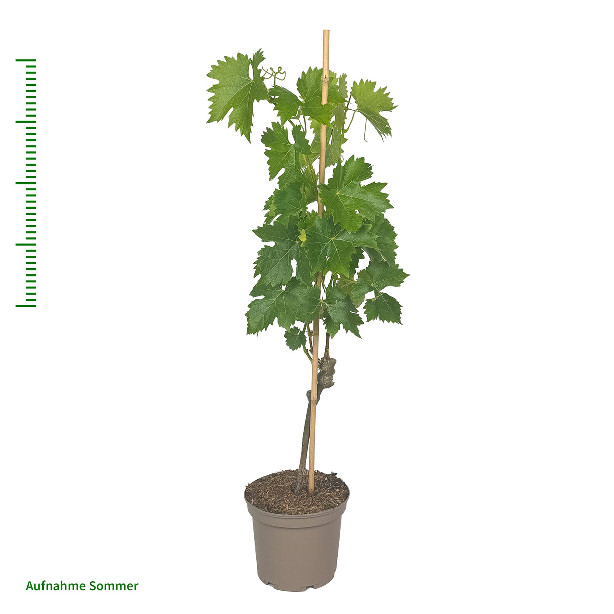 Weinrebe 'Datteltraube' (Souvenir)
