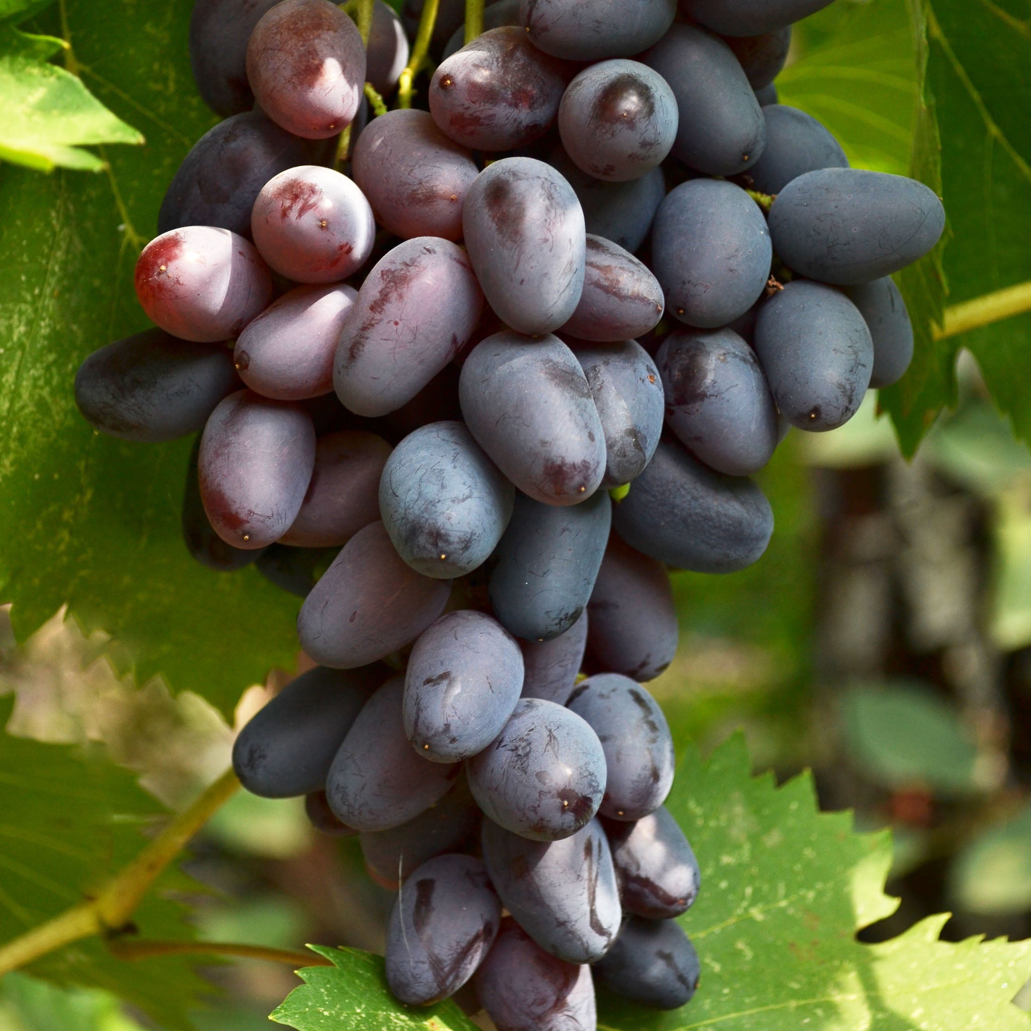 Weinrebe 'Datteltraube' (Souvenir)