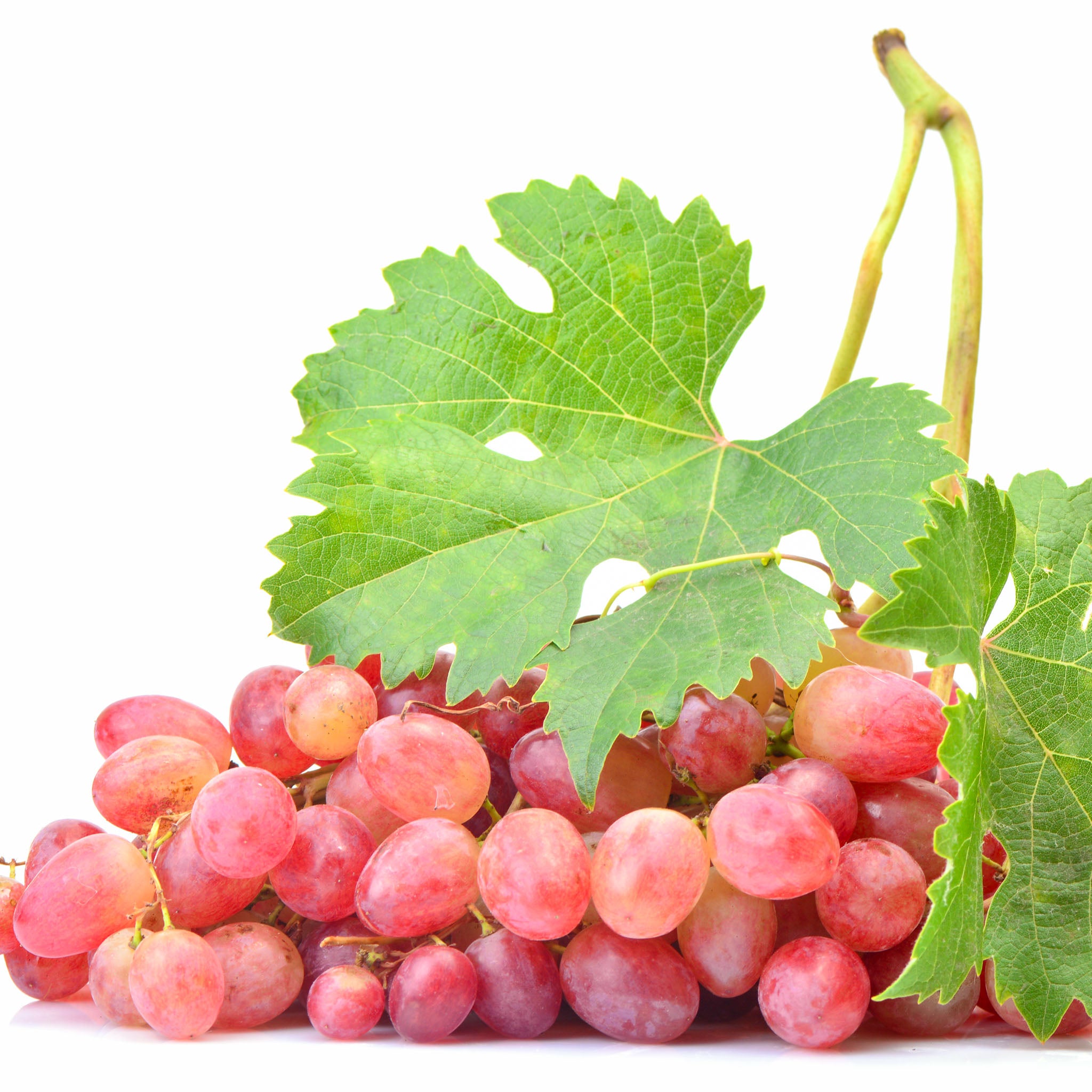 Weinrebe 'Isabella Rot'