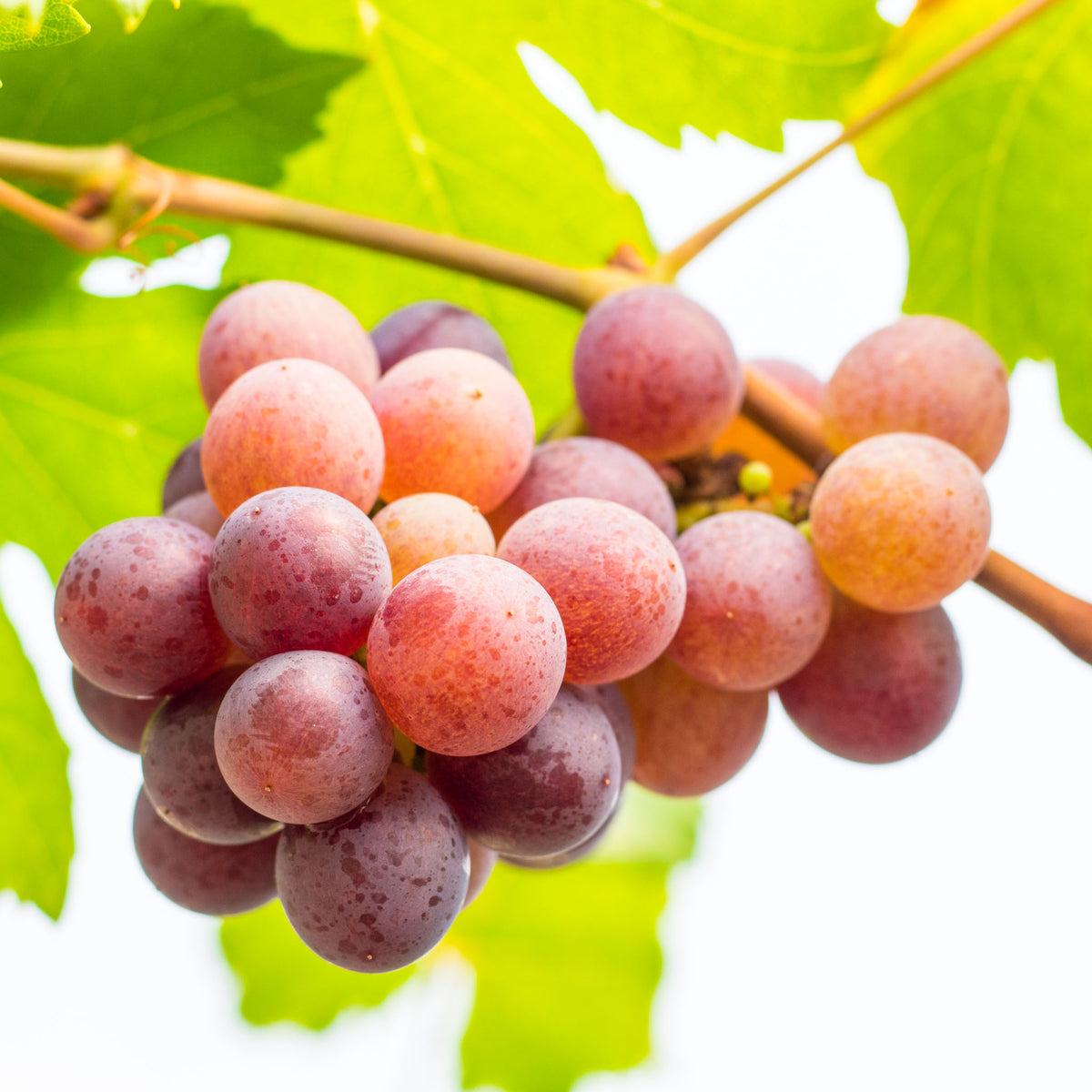 Weinrebe 'Isabella Rot' (Erdbeertraube)
