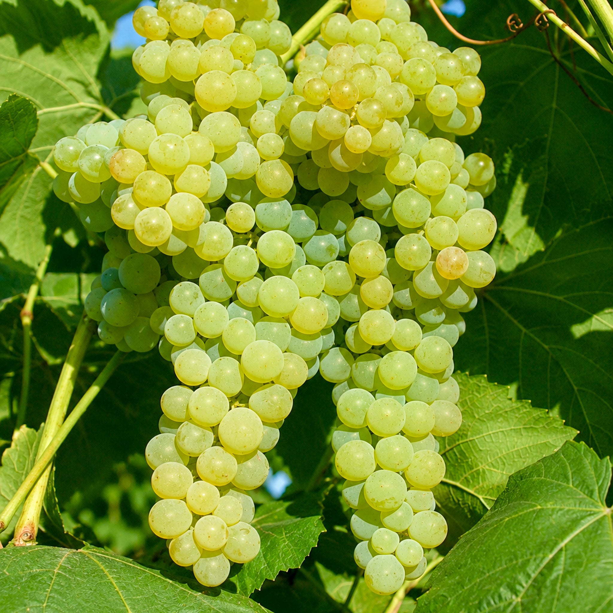 Weinrebe 'Lakemont'