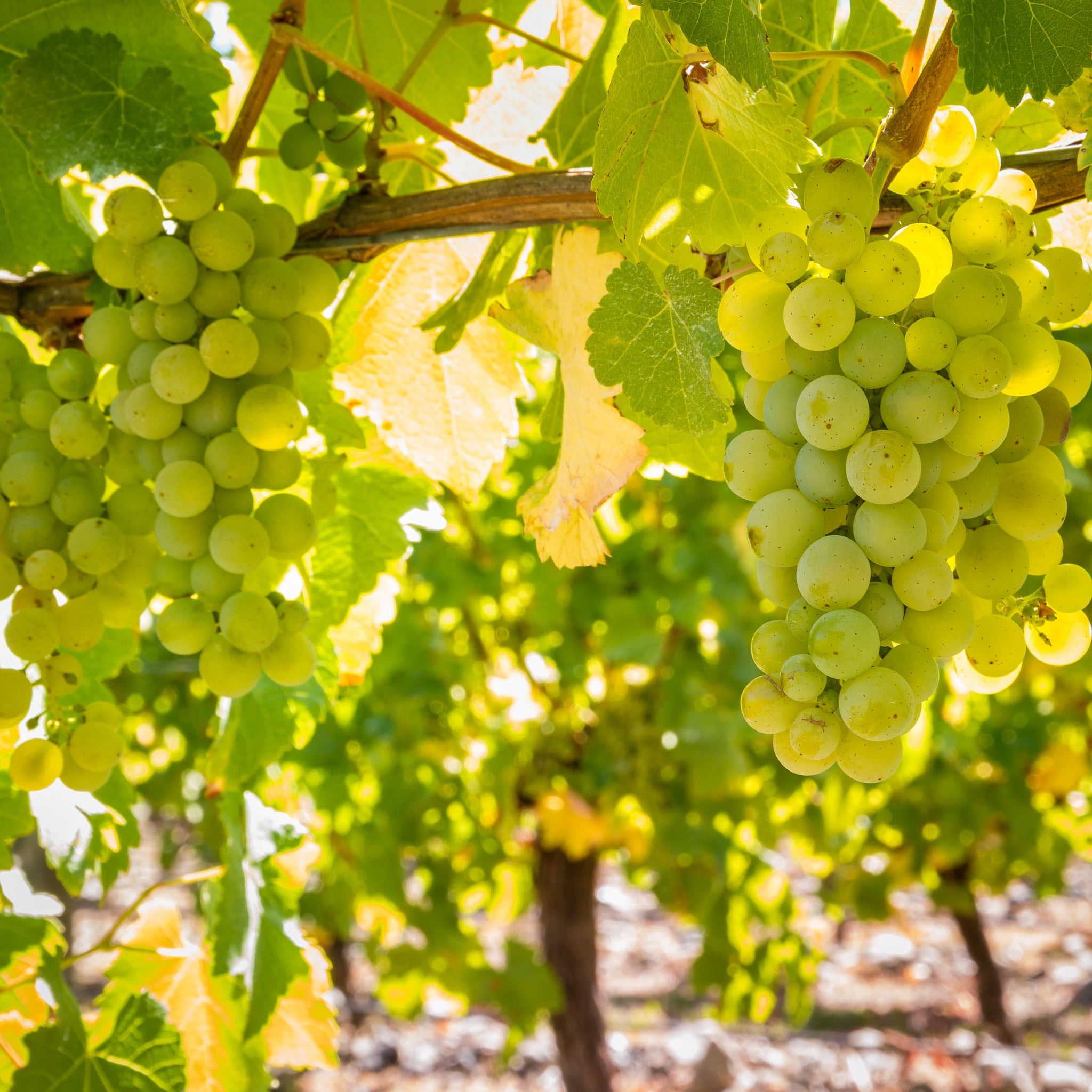 Weinrebe 'Lakemont'