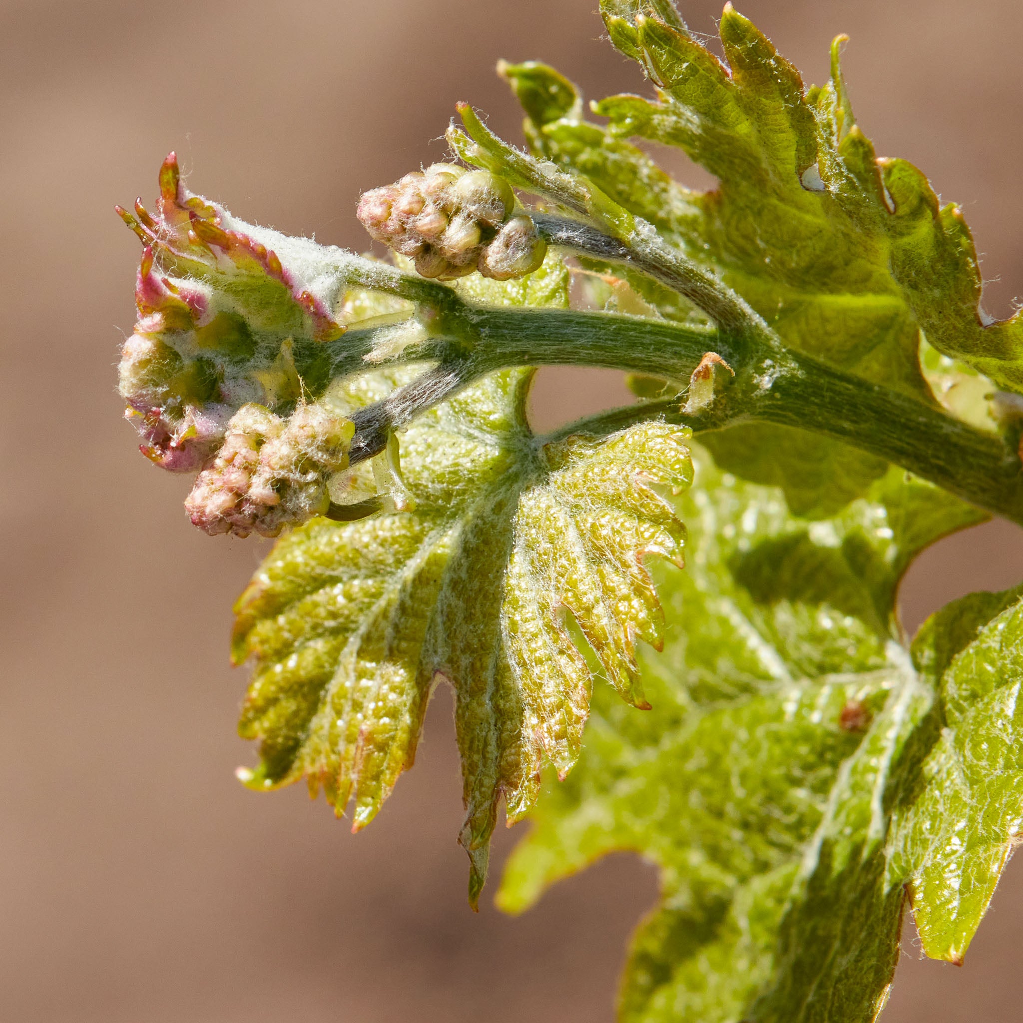 Weinrebe 'Lakemont'
