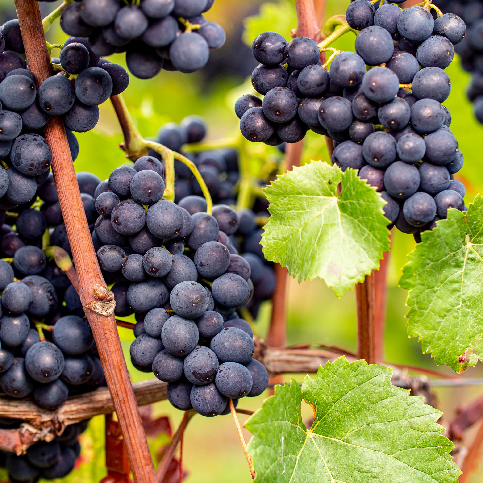 Weinrebe 'Nero'