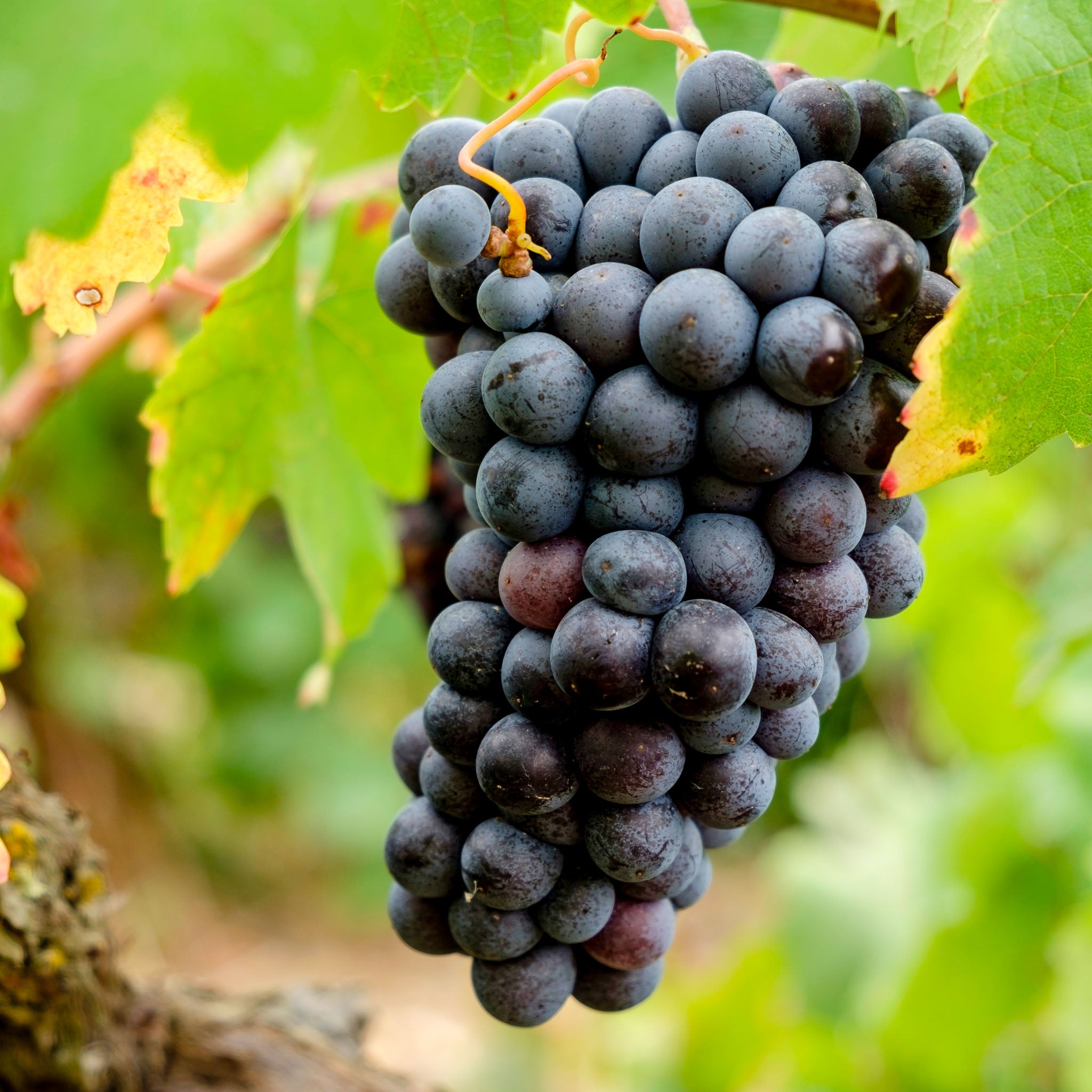 Weinrebe 'Nero'