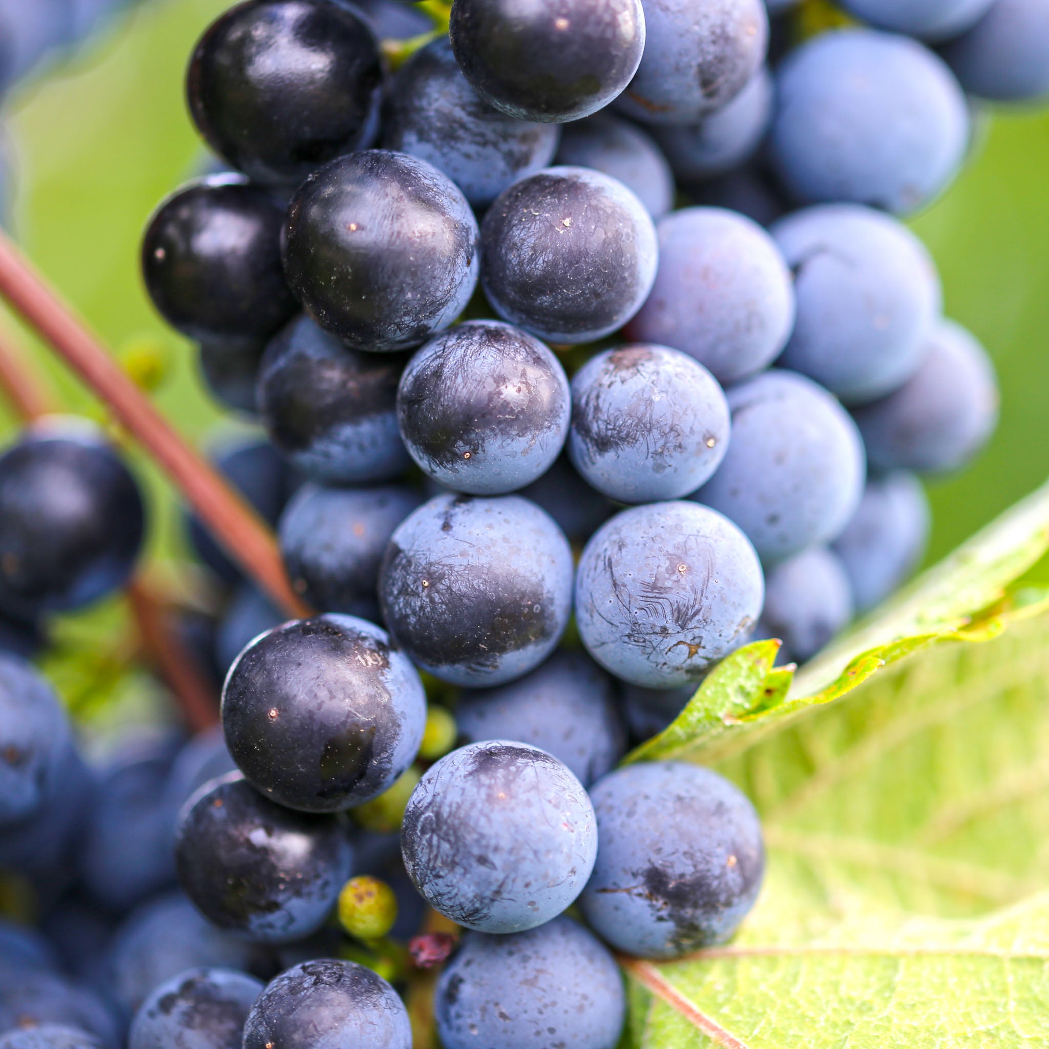 Weinrebe 'Nero'