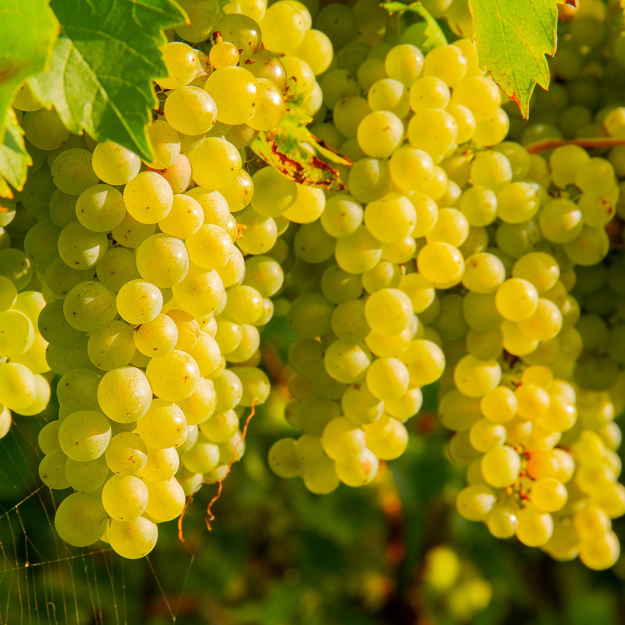 Weinrebe 'Polo Muskat'