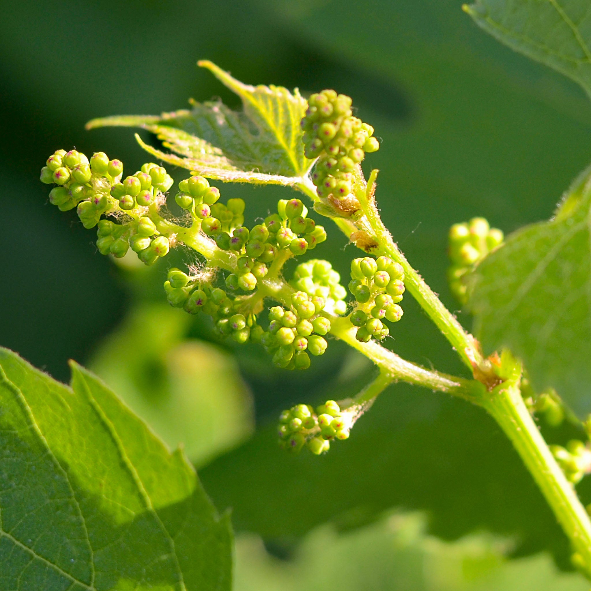 Weinrebe 'Polo Muskat'