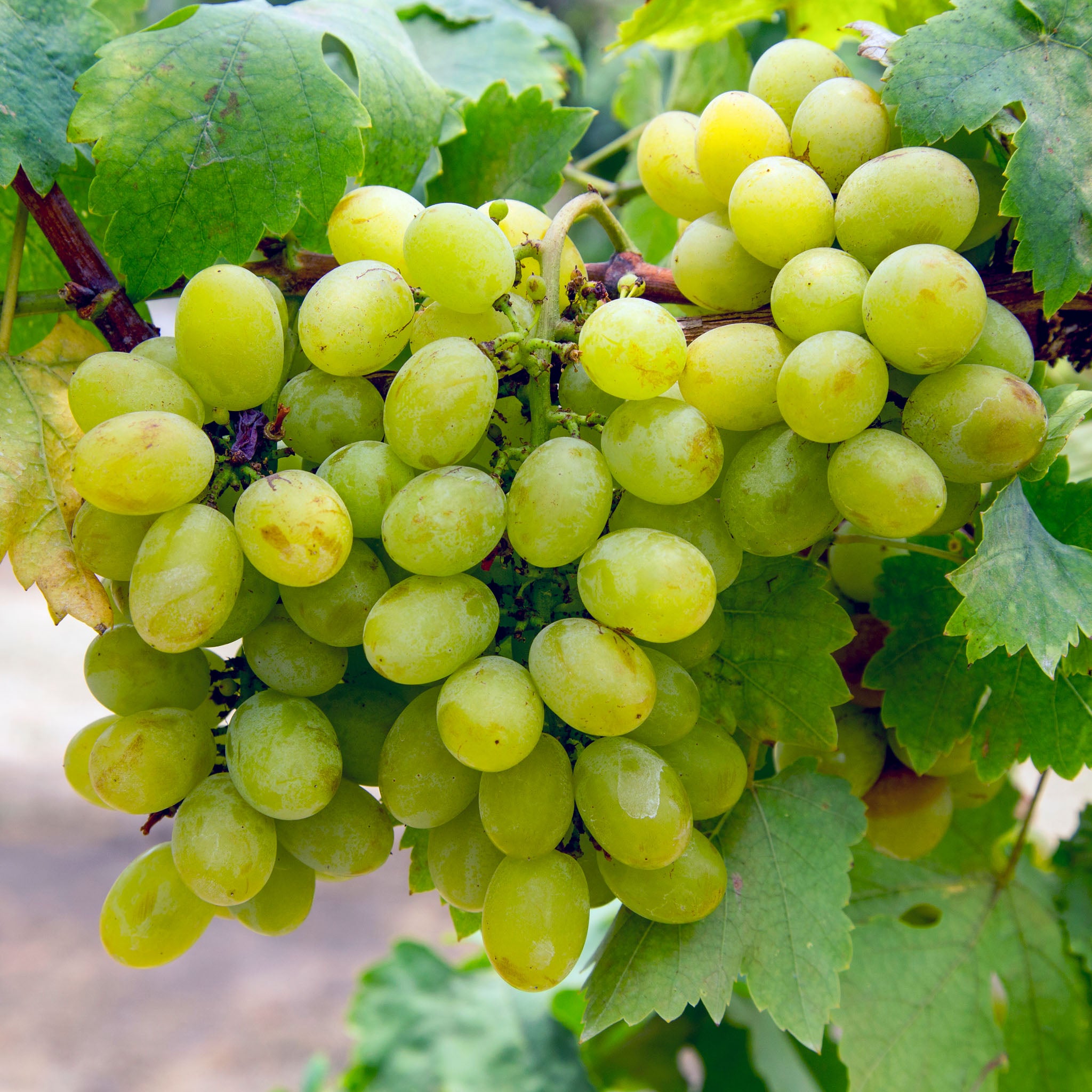 Weinrebe 'Polo Muskat'