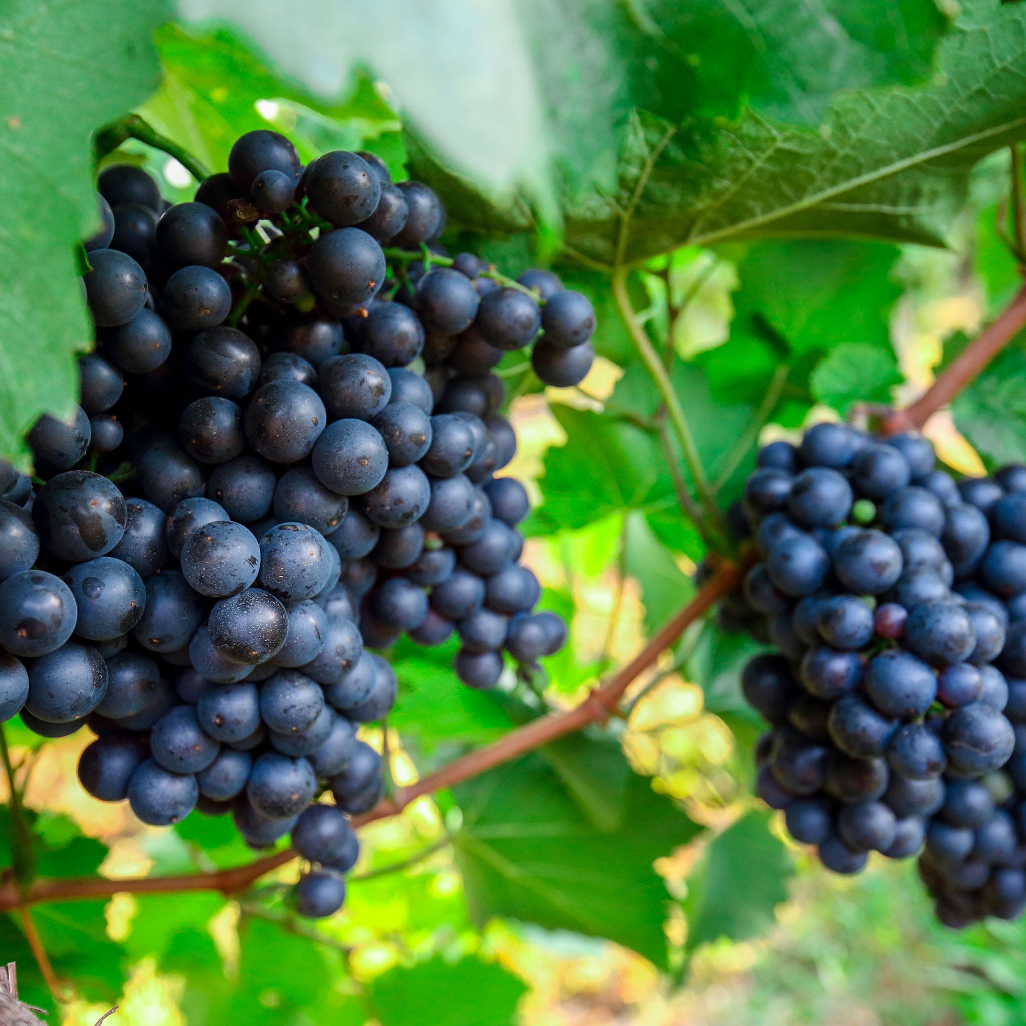 Weinrebe 'Regent'