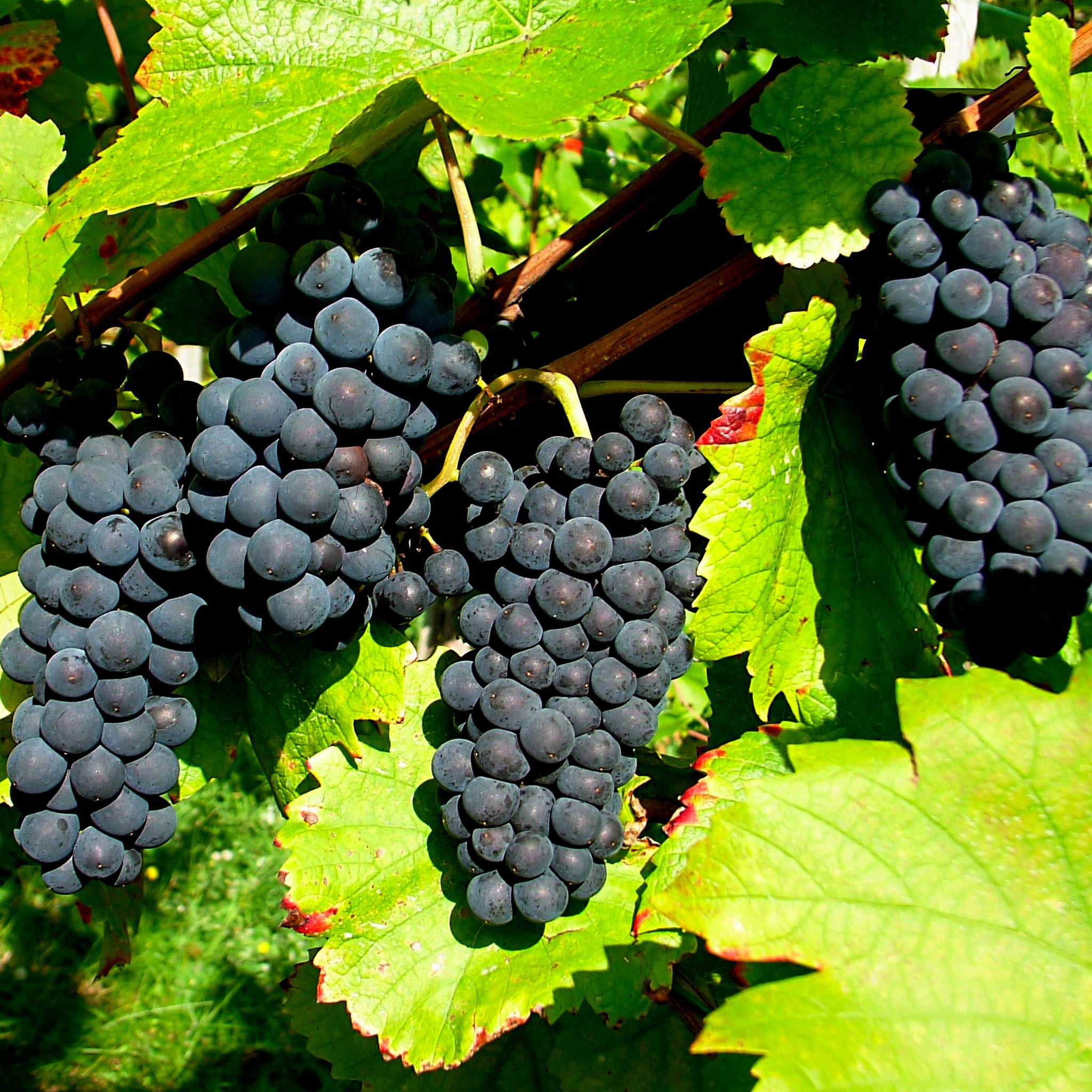 Weinrebe 'Regent'