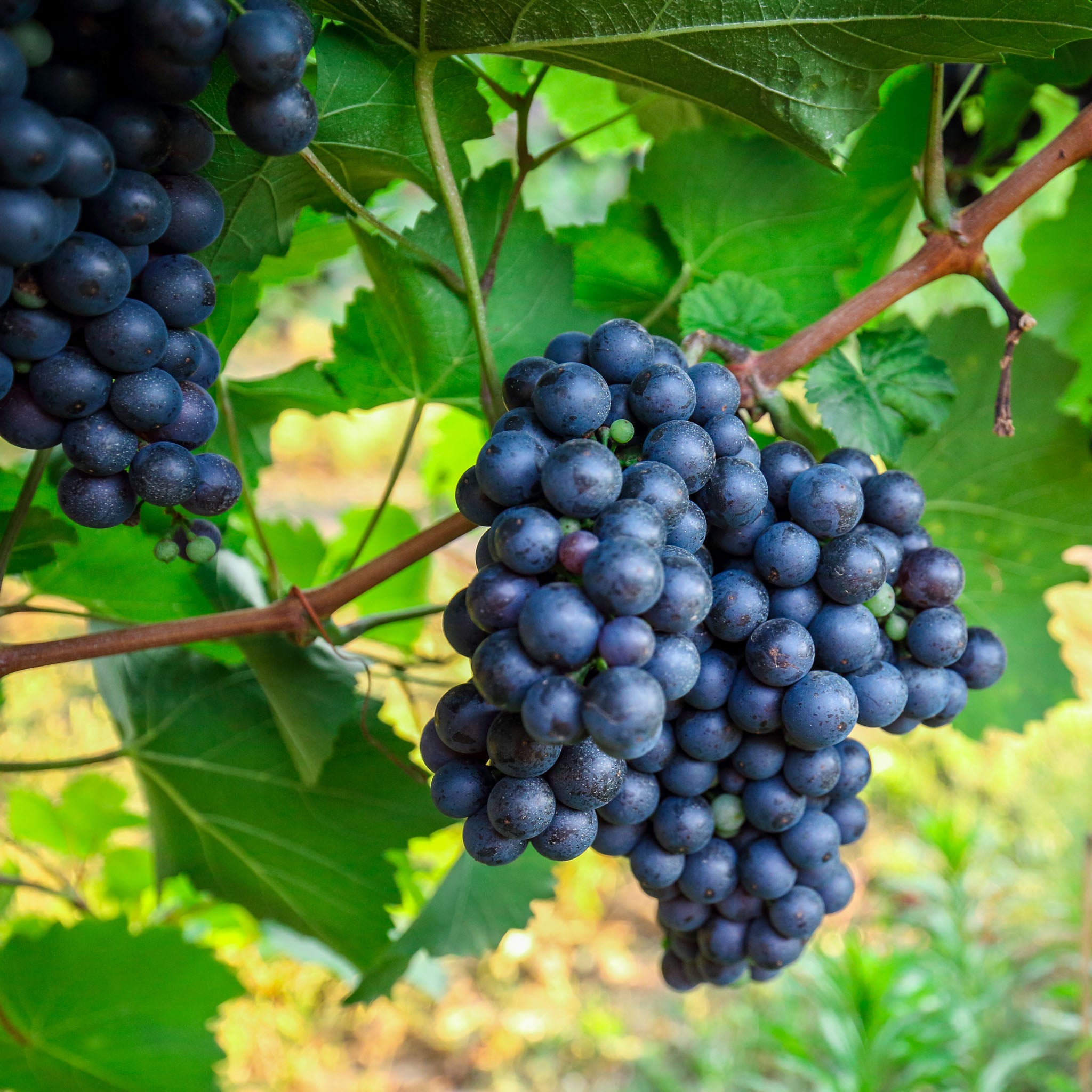 Weinrebe 'Regent'