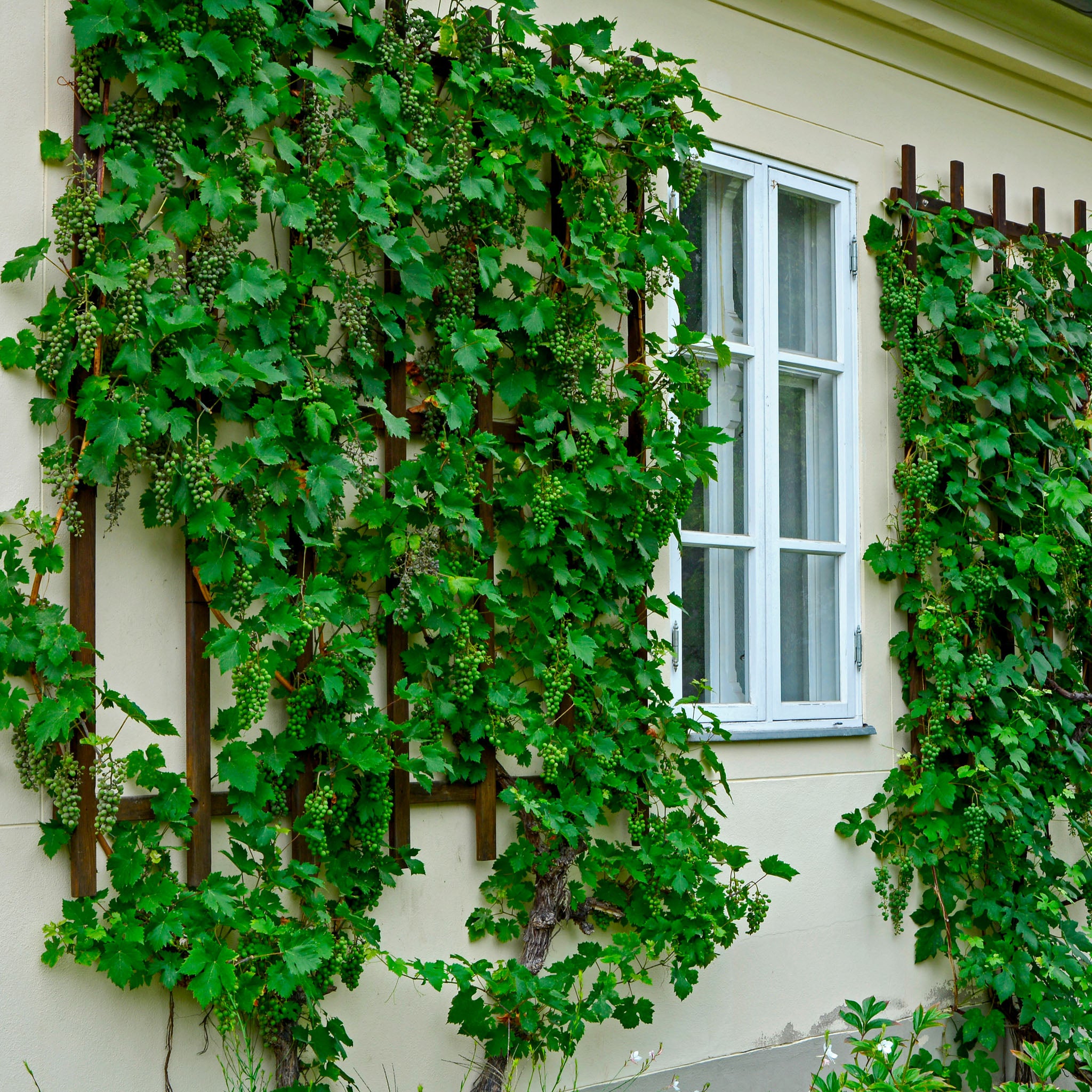 Weinrebe 'Regent'
