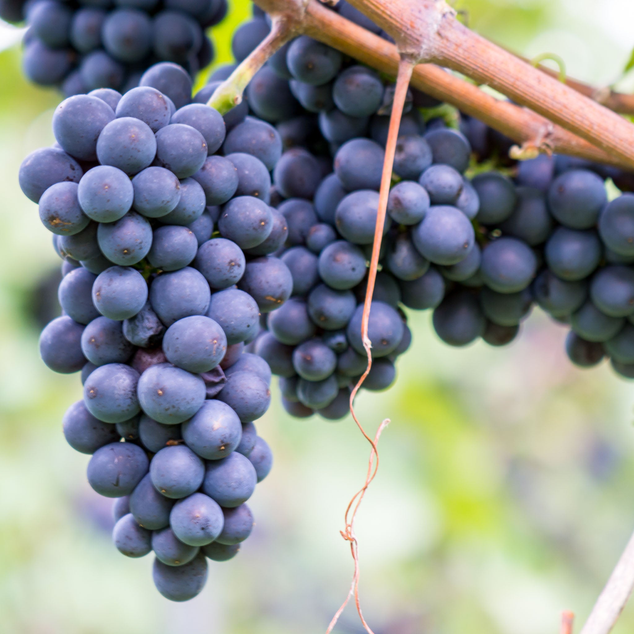 Tafeltraube 'Venus Blau'