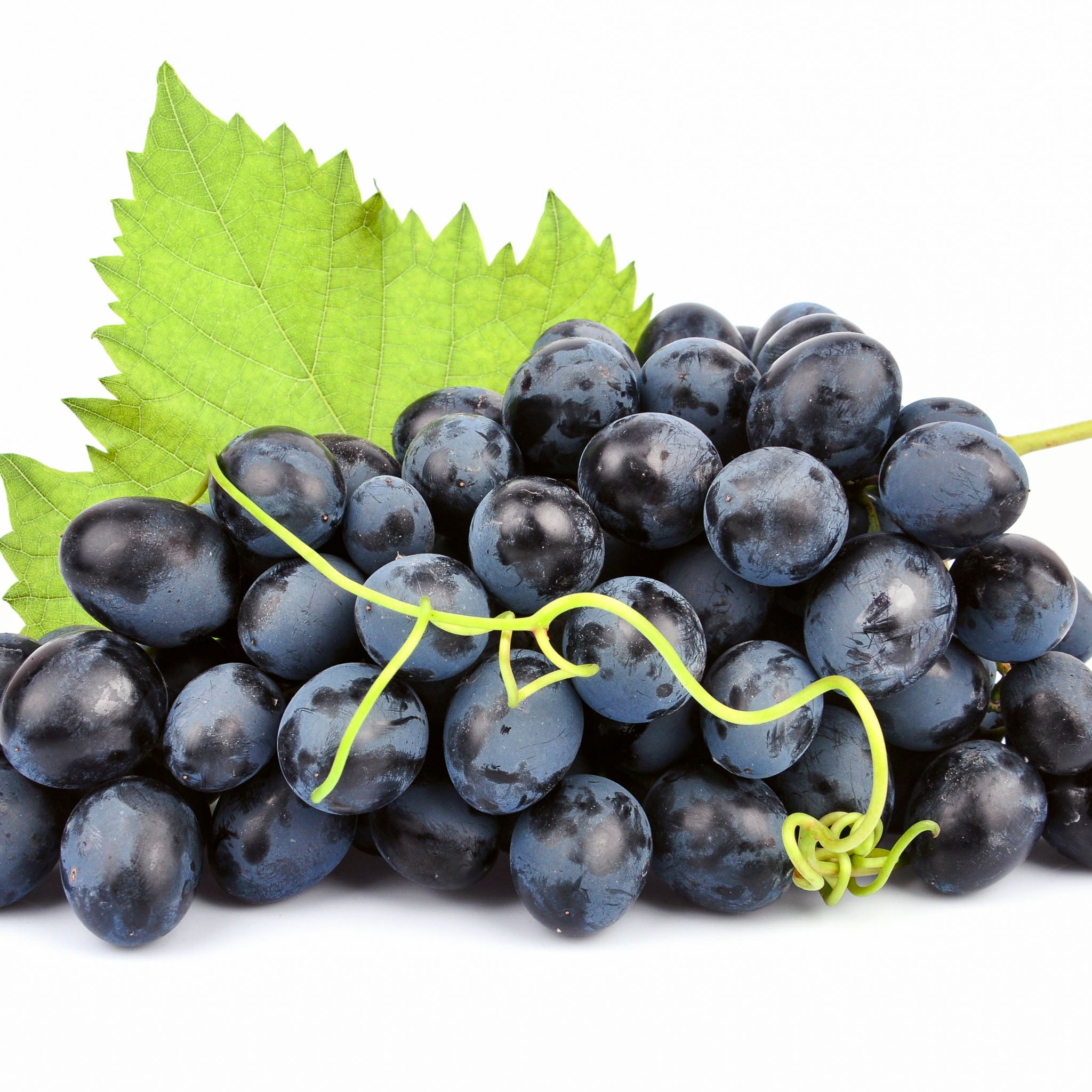 Tafeltraube 'Venus Blau'