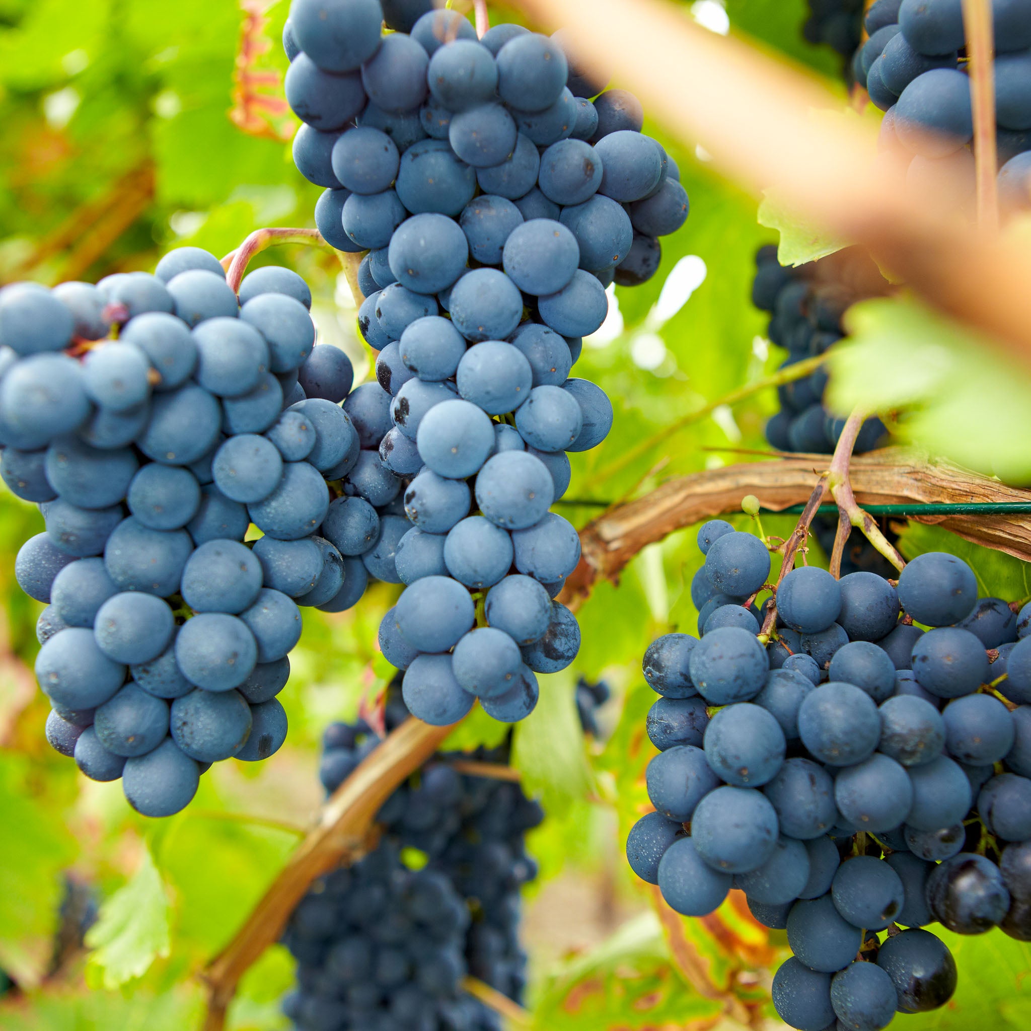 Tafeltraube 'Venus Blau'