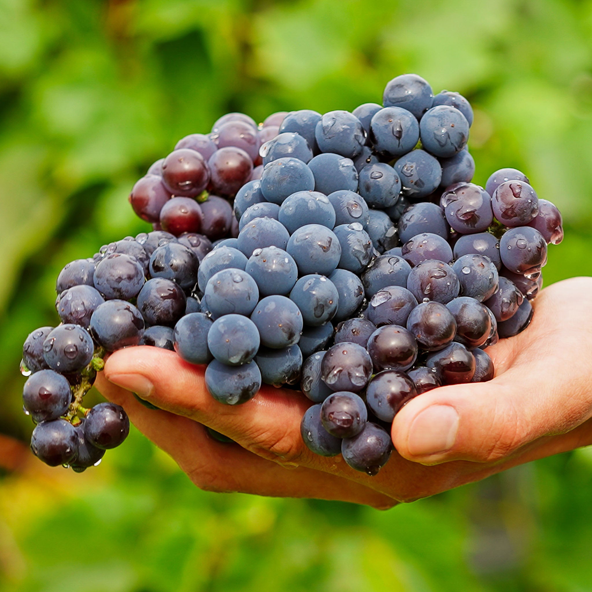 Tafeltraube 'Venus Blau'