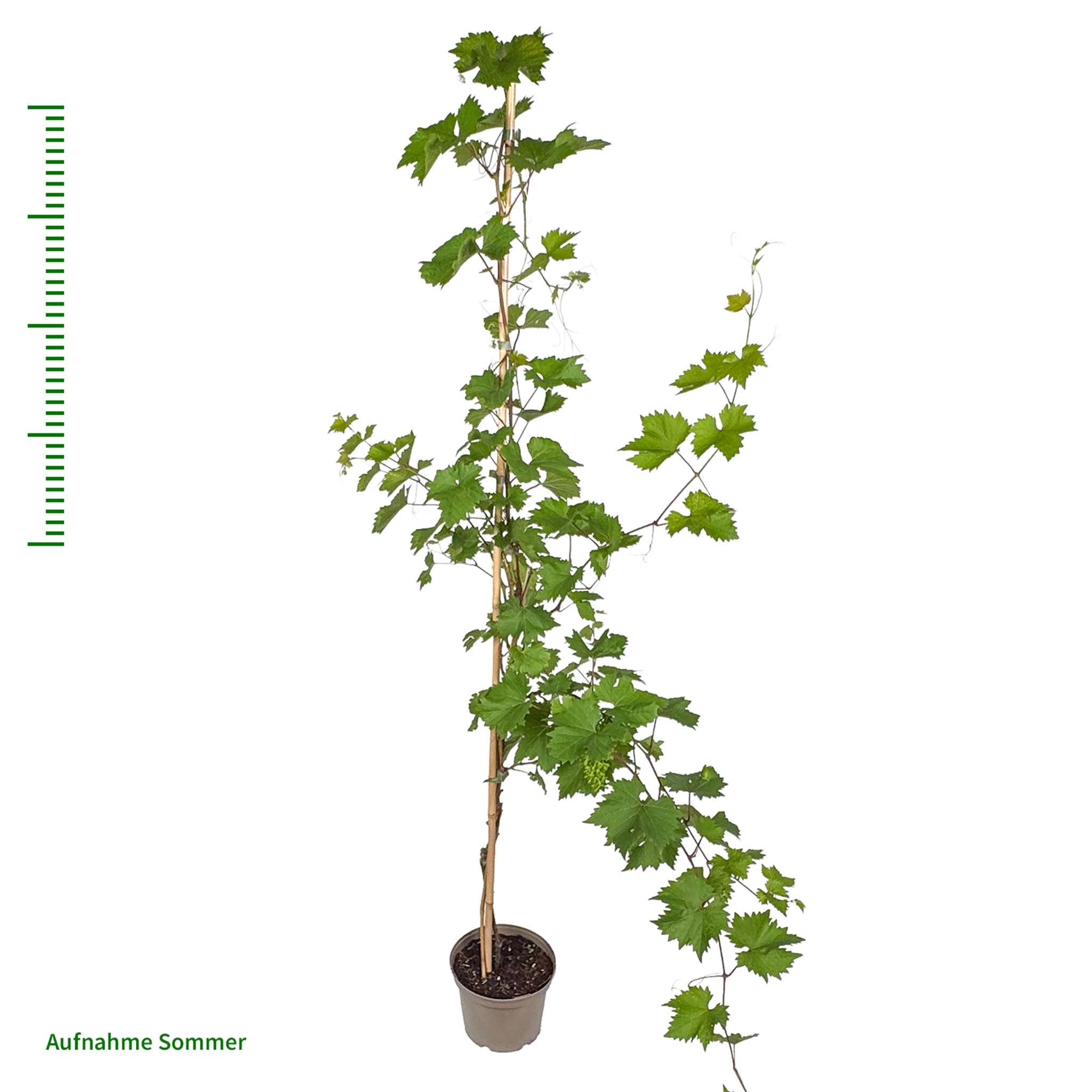 Tafeltraube 'Vanessa'