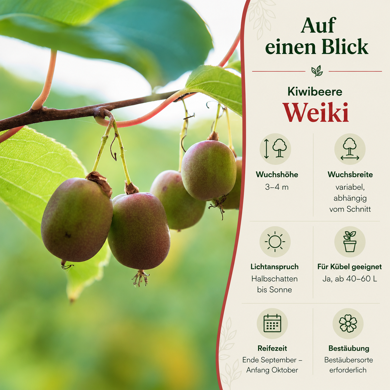 Kiwibeere 'Weiki'