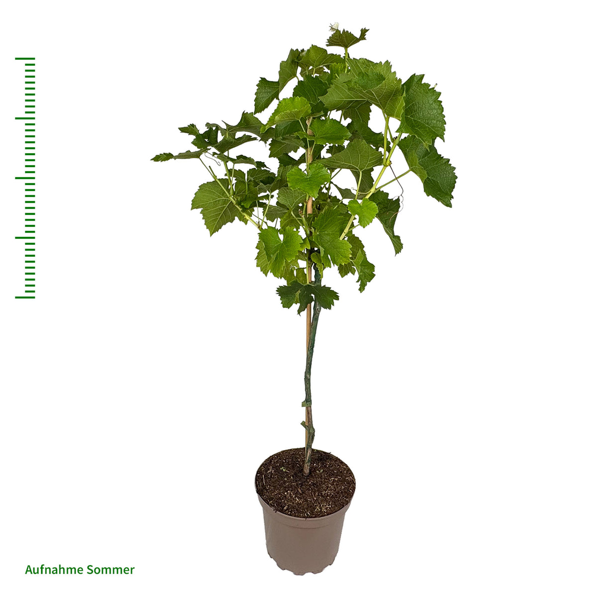 Weinrebe 'Nero' - Solitär